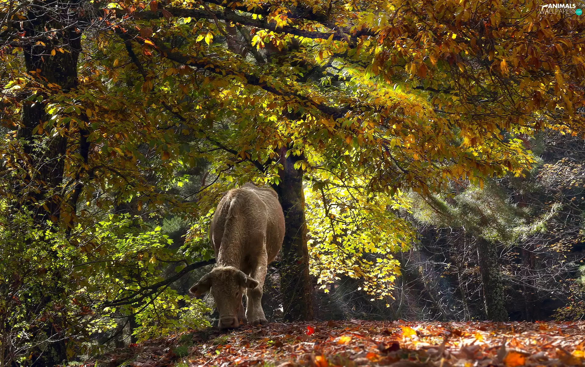 forest, viewes, Cow, trees
