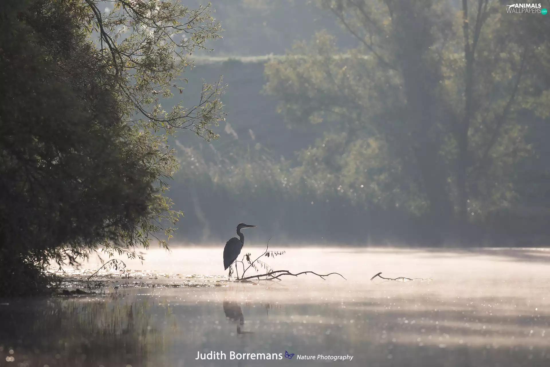 trees, viewes, heron, branch pics, Fog, forest, lake, rushes