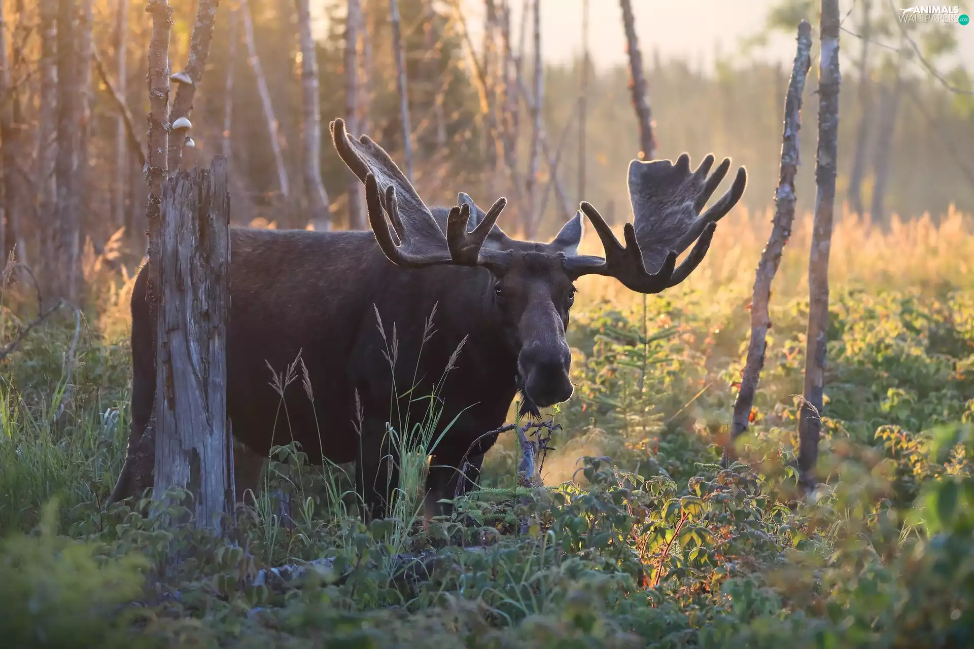 trees, moose, forest