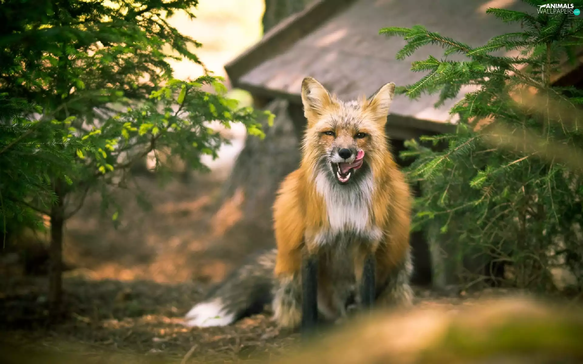 Fox, viewes, house, trees