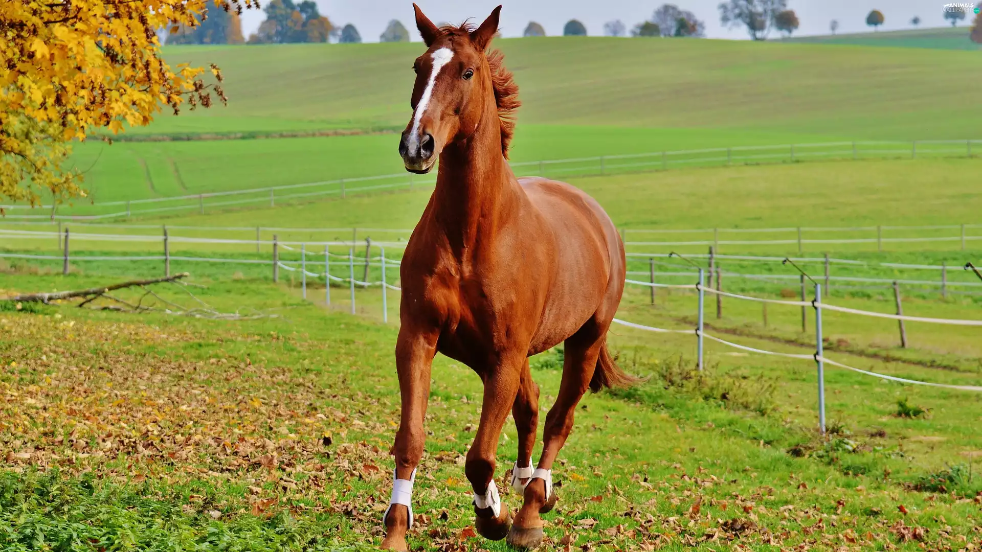 fence, trees, gallop, pasture, Horse