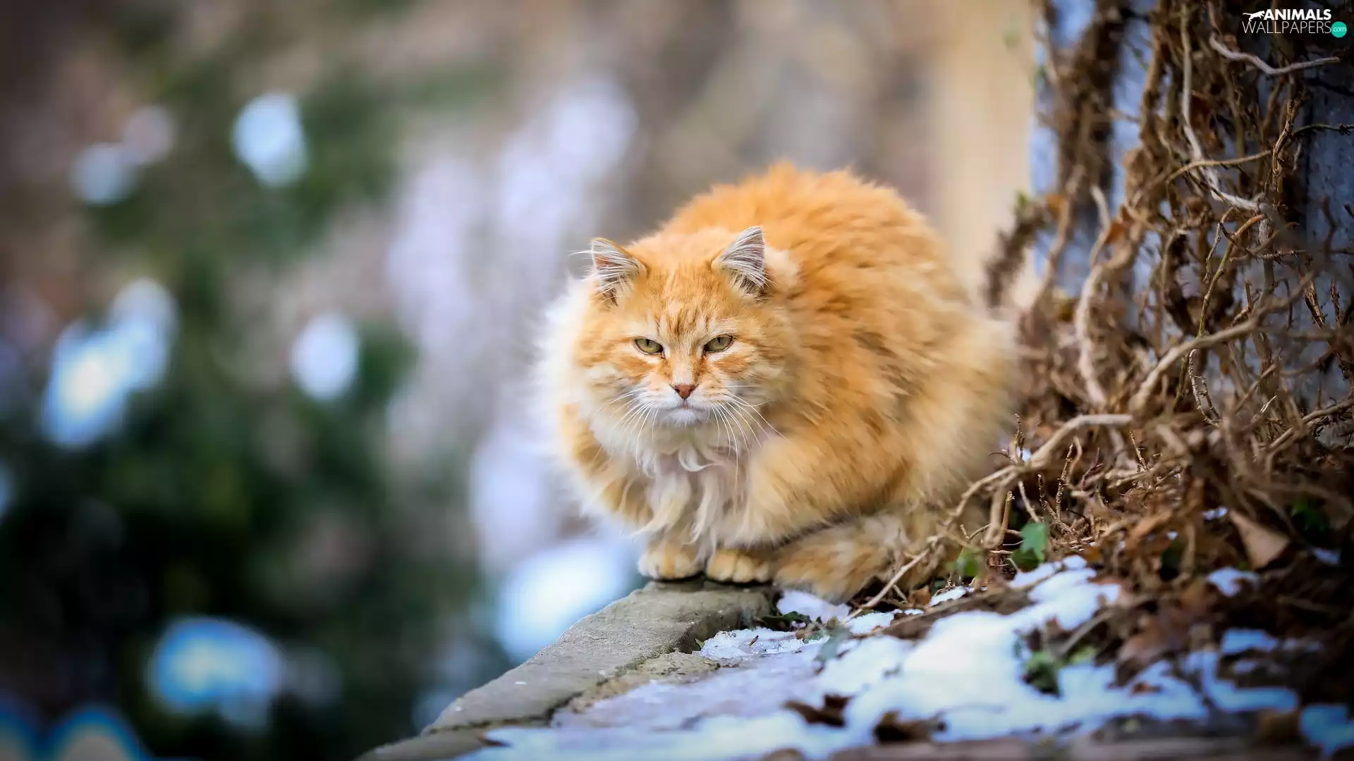 Maine Coon, ginger, trees, viewes, trunk, cat