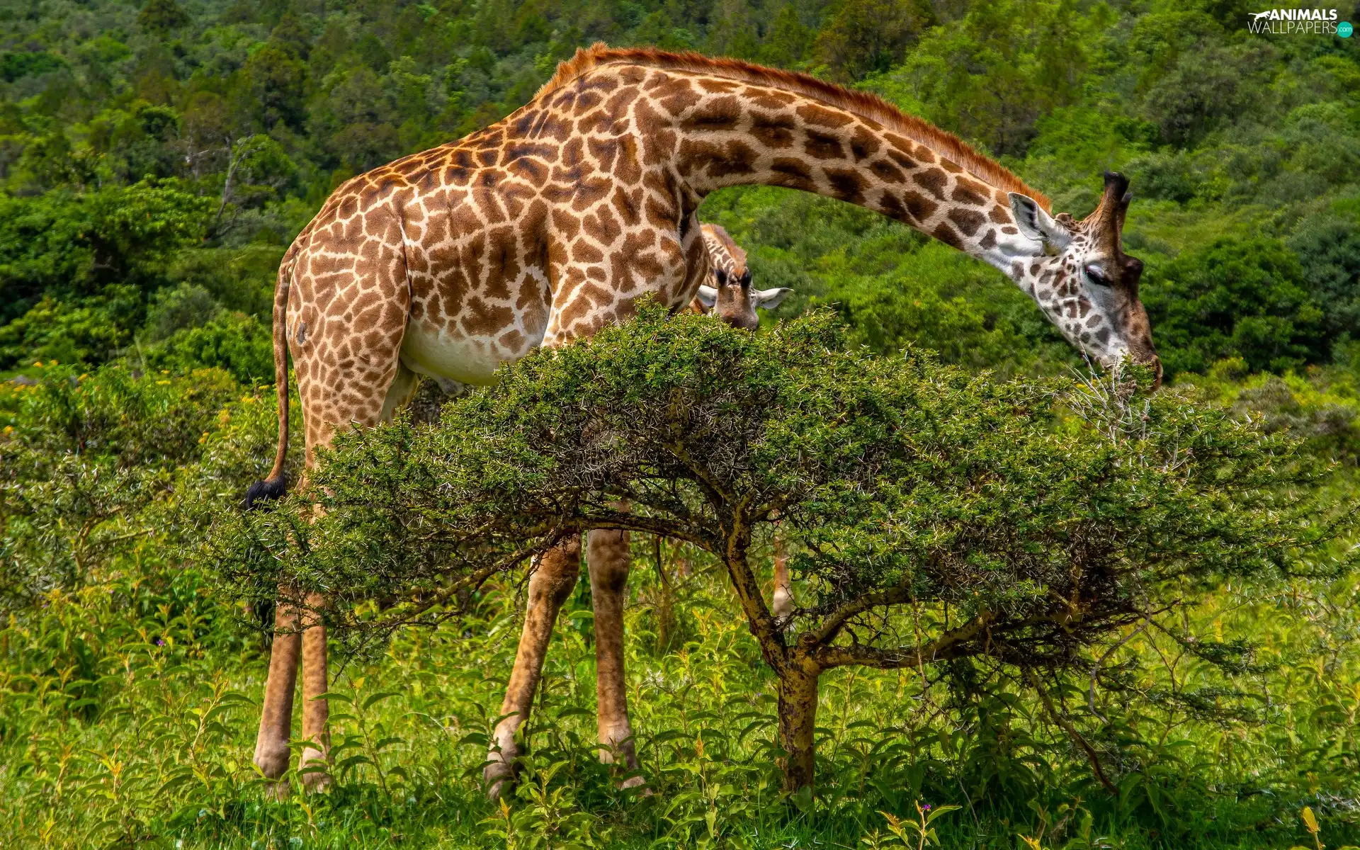 giraffe, viewes, grass, trees