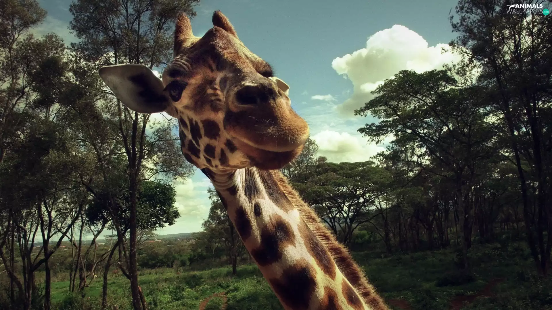 giraffe, viewes, Sky, trees