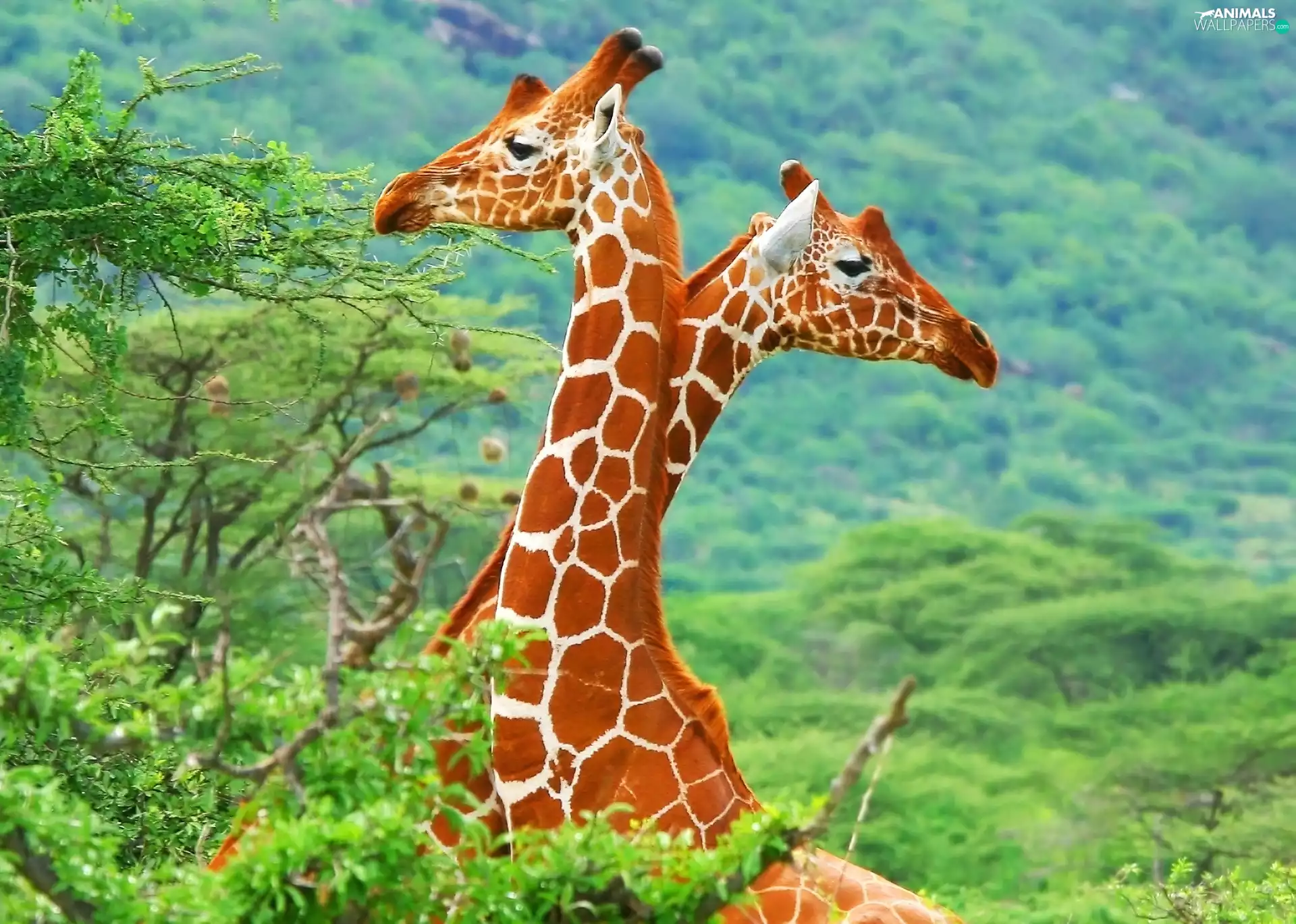 trees, Two, giraffe