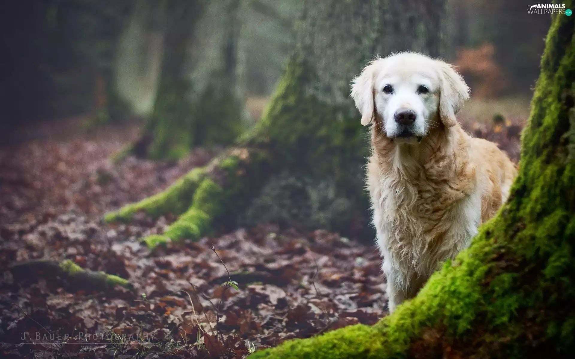 forest, trees, Golden Retriever, Stems