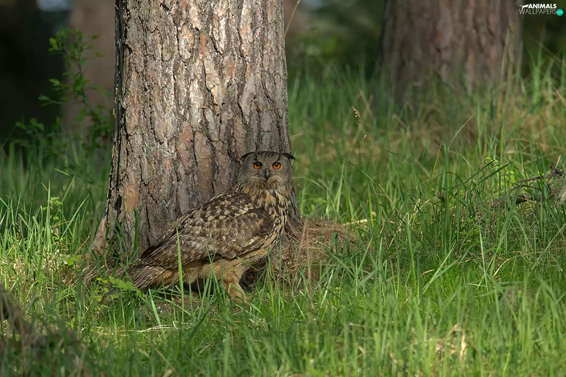 grass, eagle-owl, trees