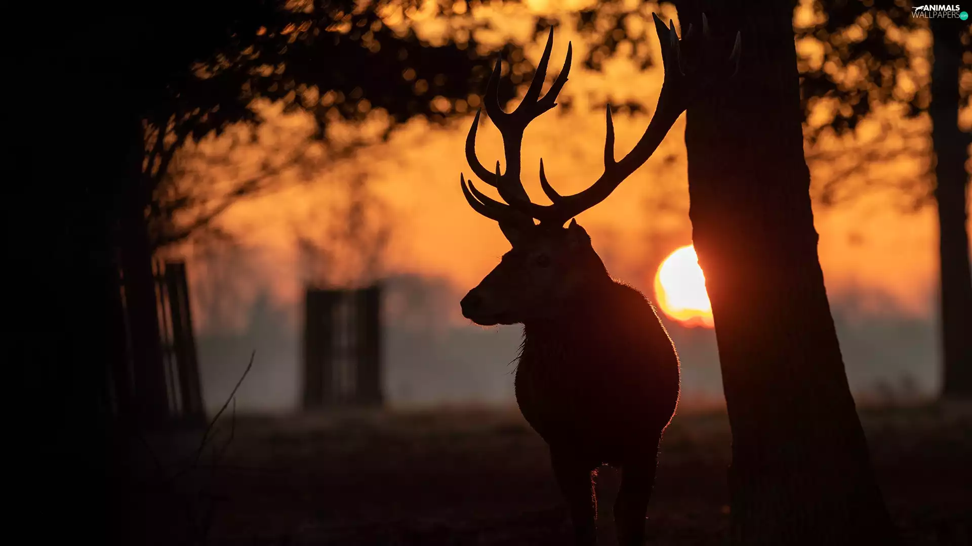 Great Sunsets, deer, trees
