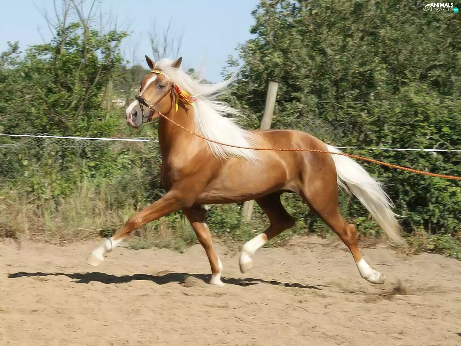 Horse, viewes, gear, trees