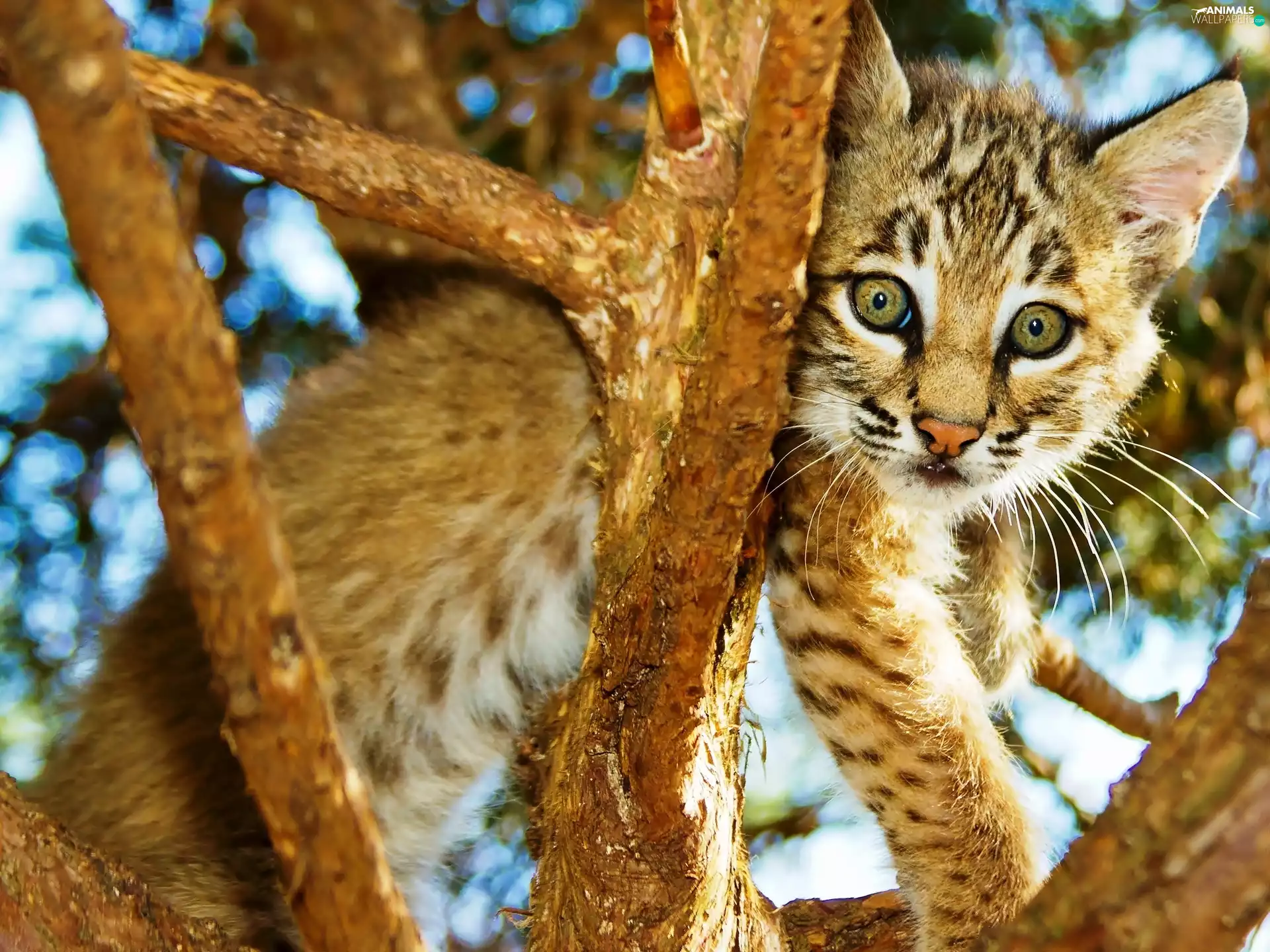 trees, ginger, kitten