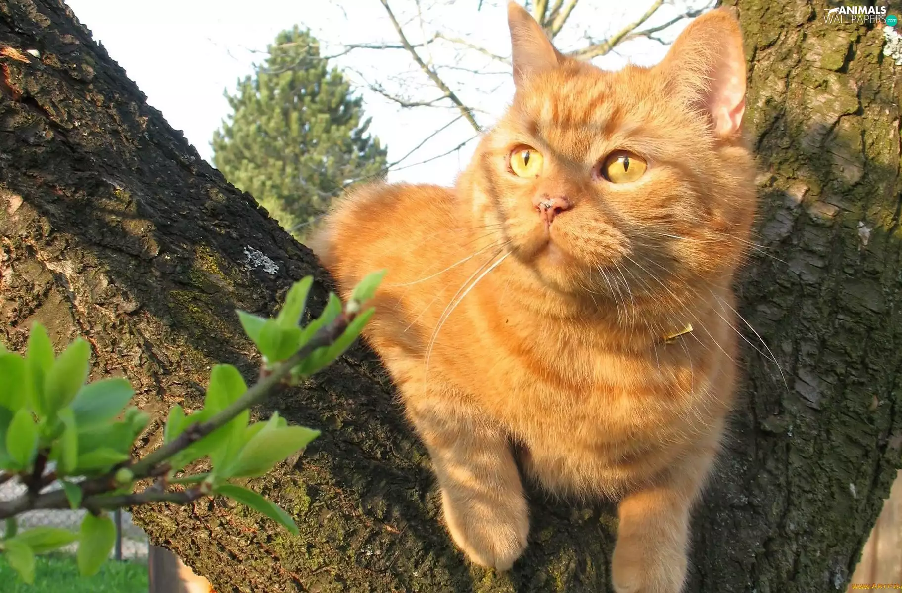 trees, ginger, kitten