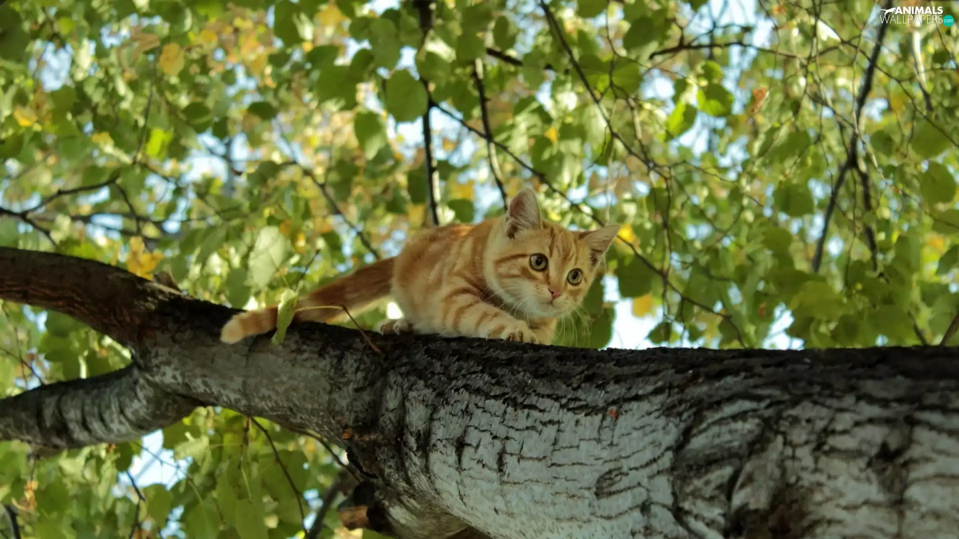 trees, ginger, kitten
