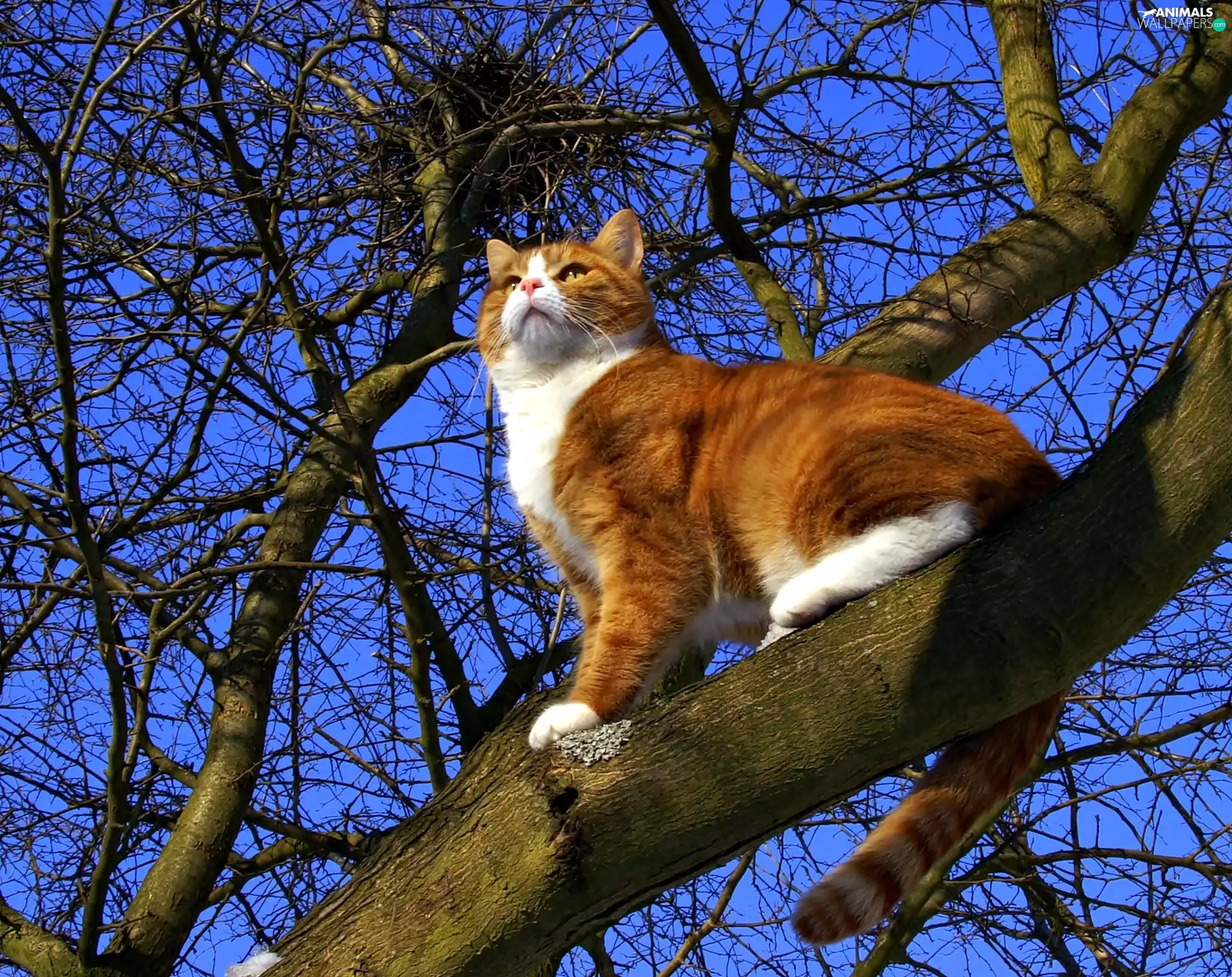 trees, ginger, kitten