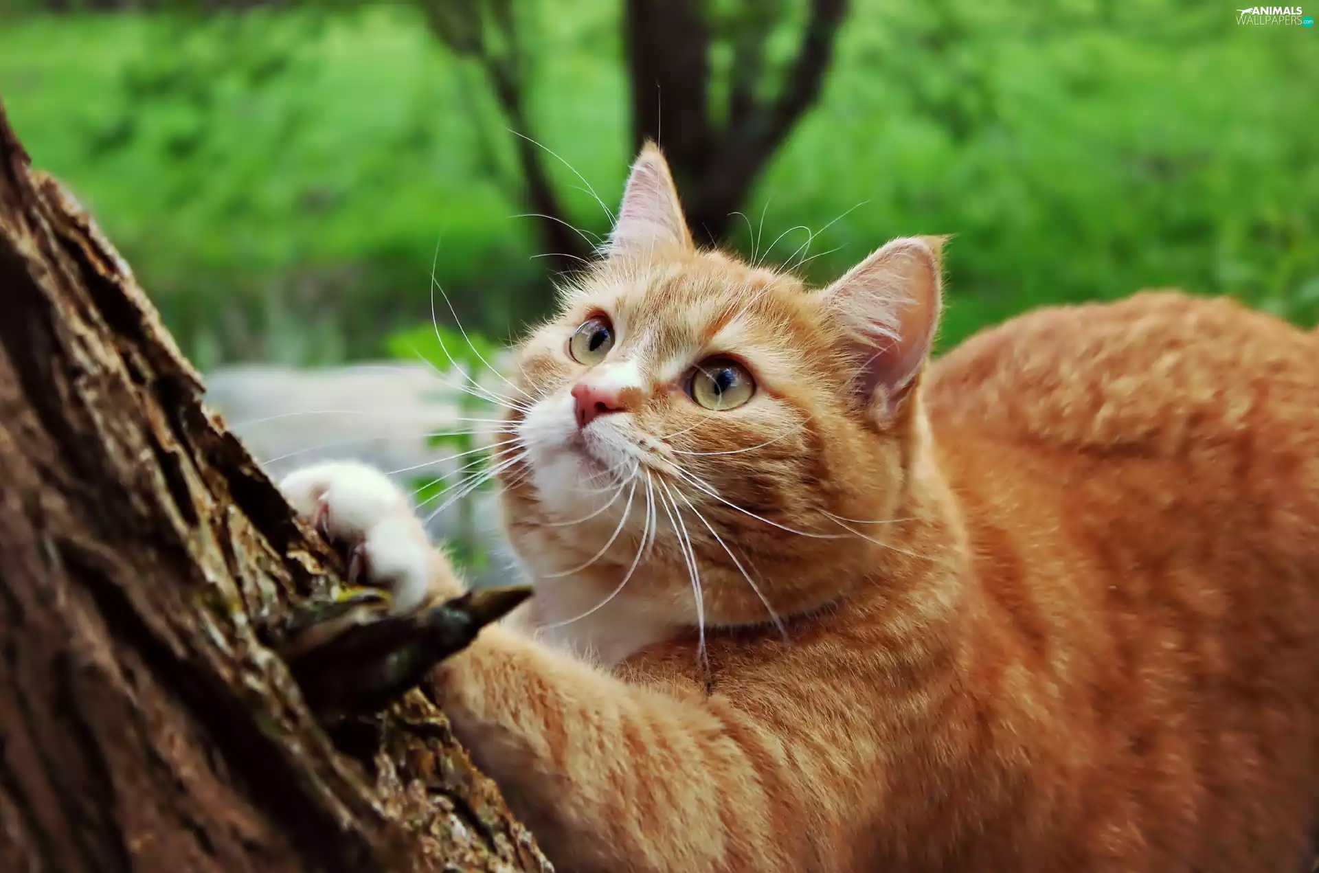 trees, ginger, kitten