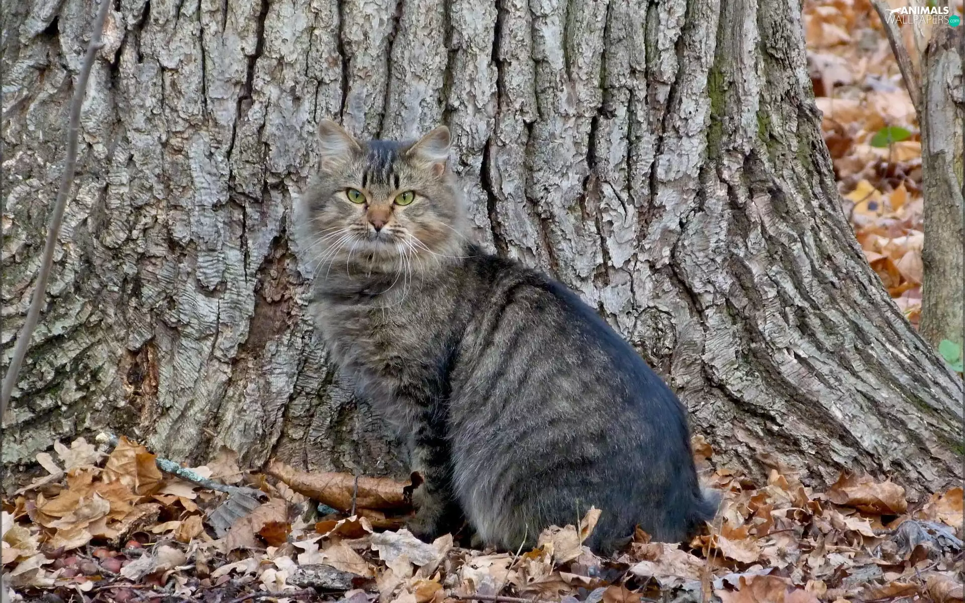 trees, Gray, kitten
