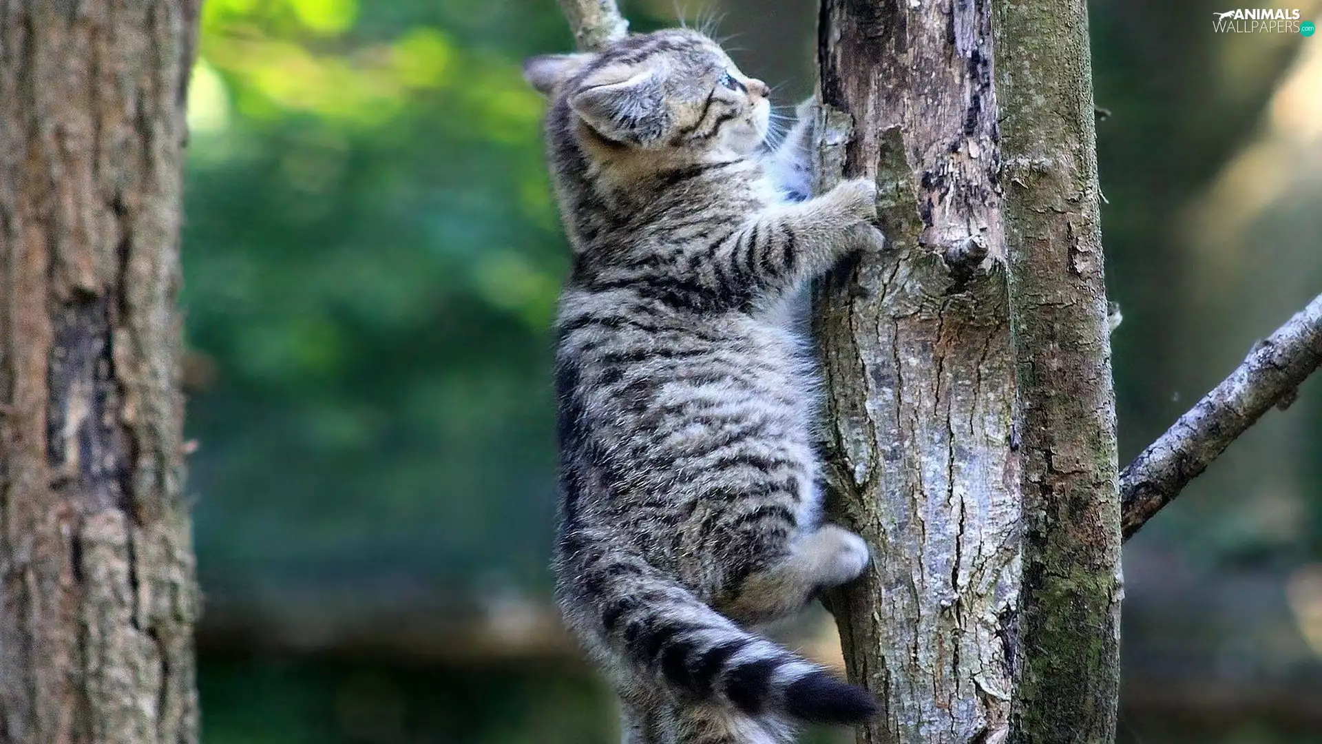 trees, small, kitten