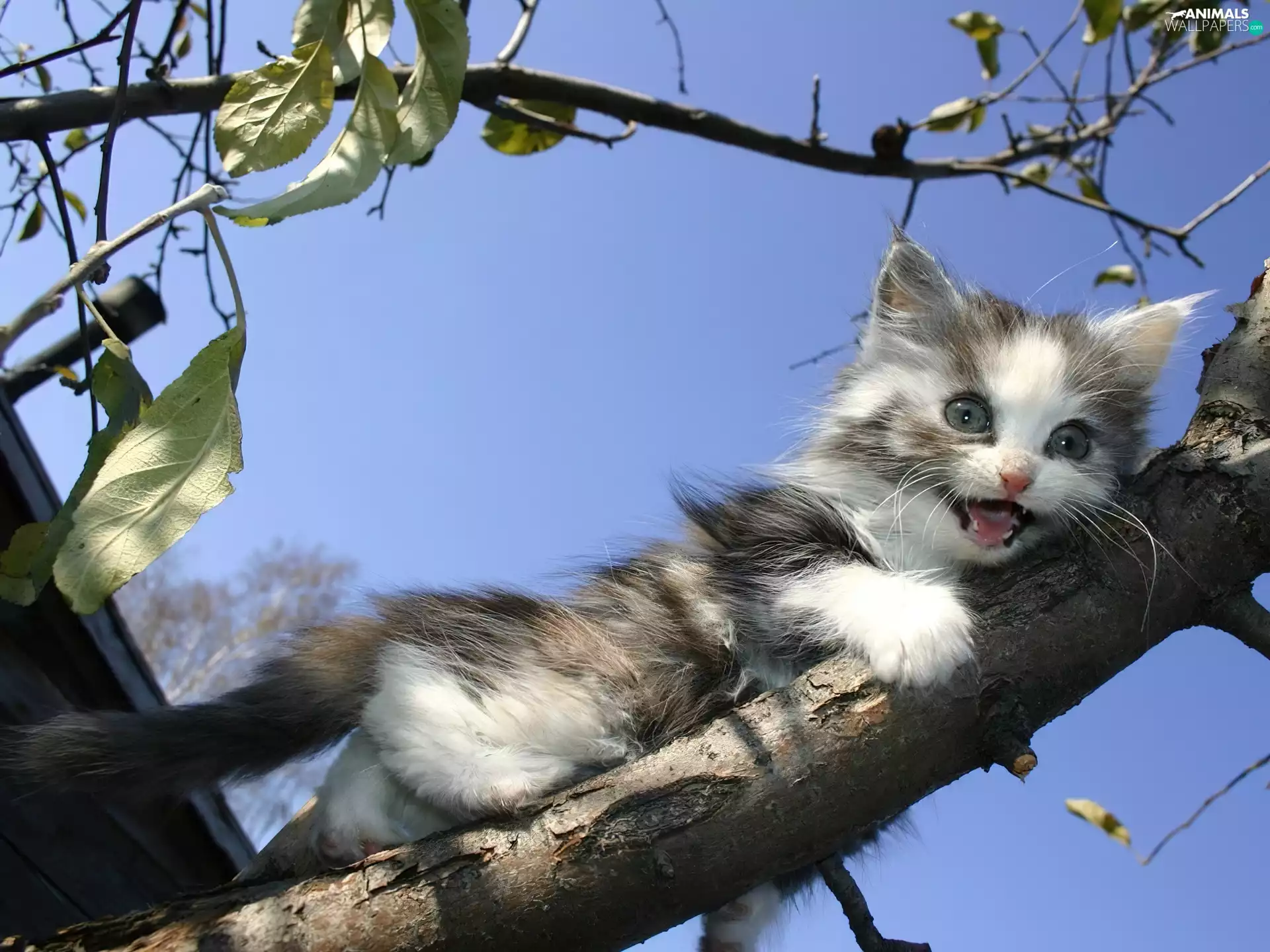 trees, small, kitten