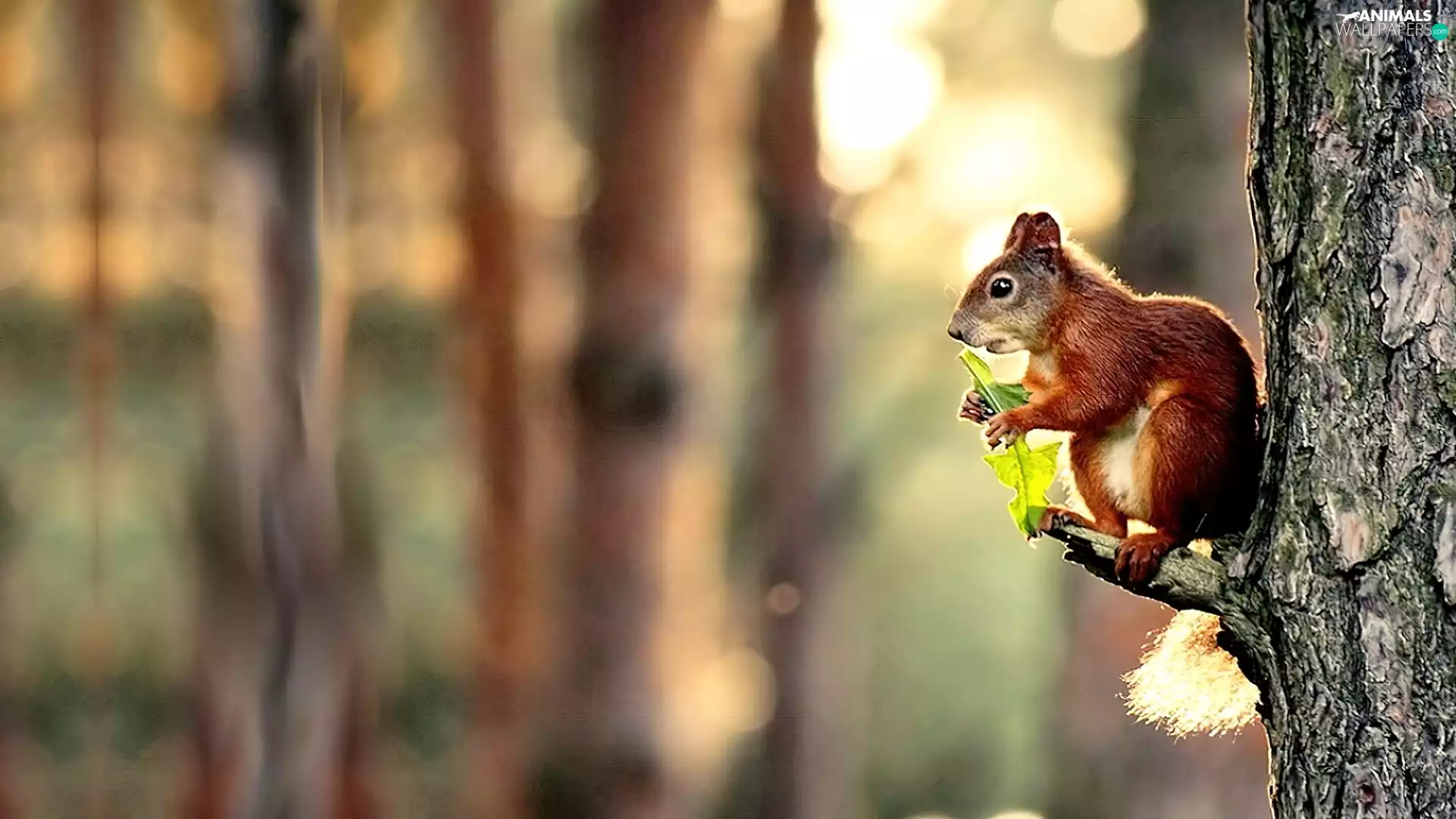 trees, squirrel, leaf