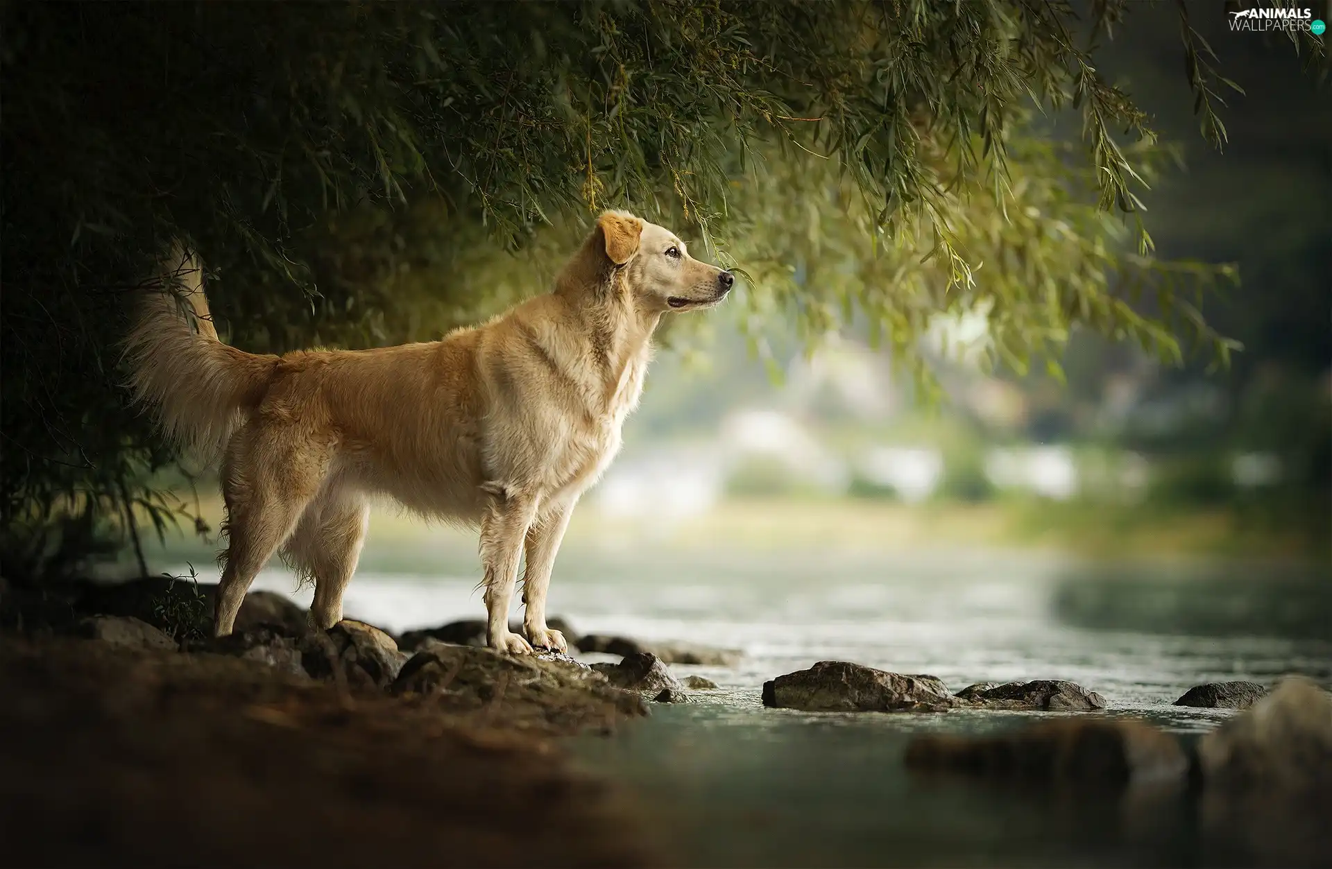 coast, dog, trees, Leaf, Stones, water