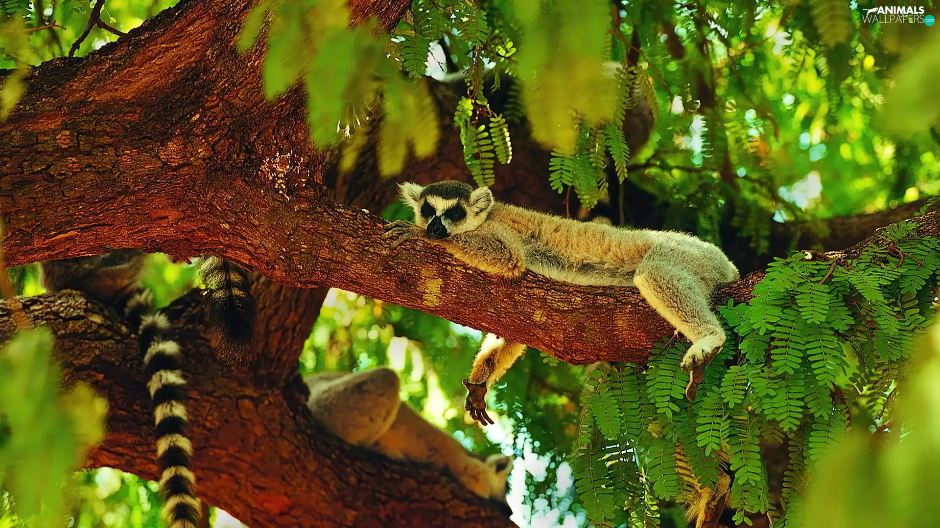 lemur, green, tail, trees