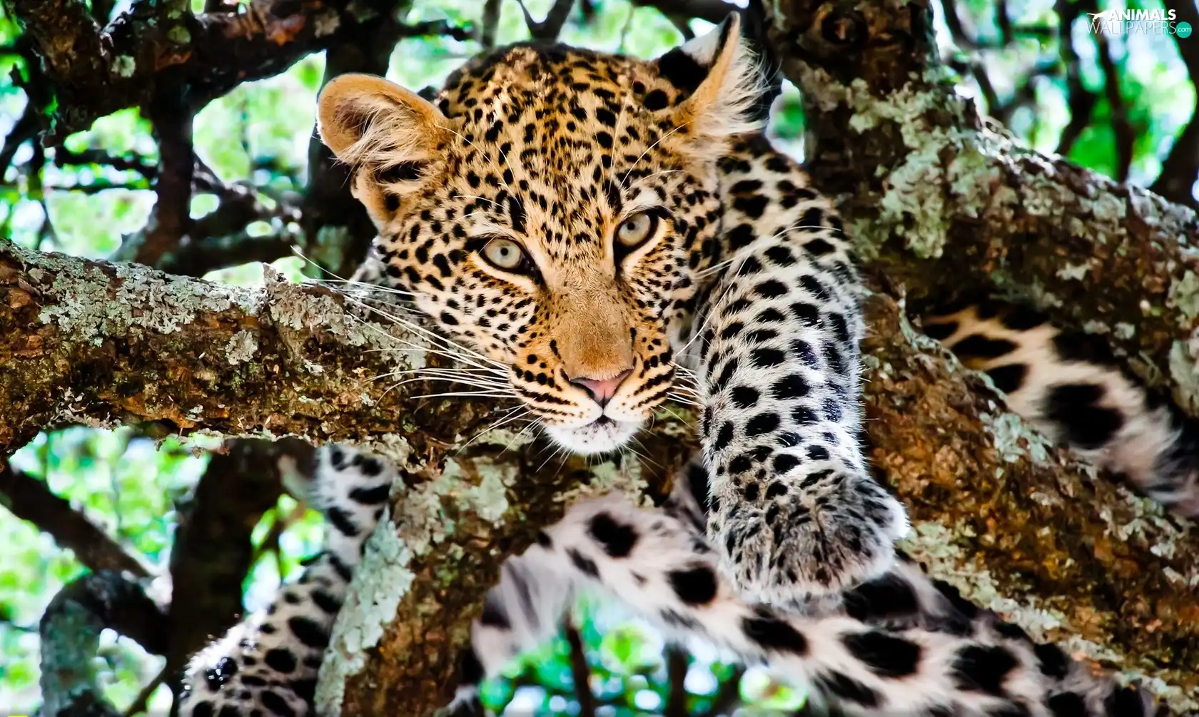 Leopards, trees