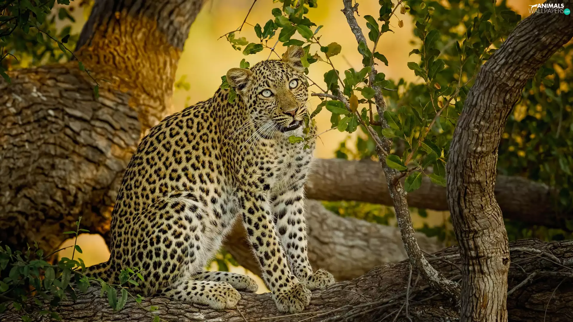 Leopards, branches, Leaf, trees
