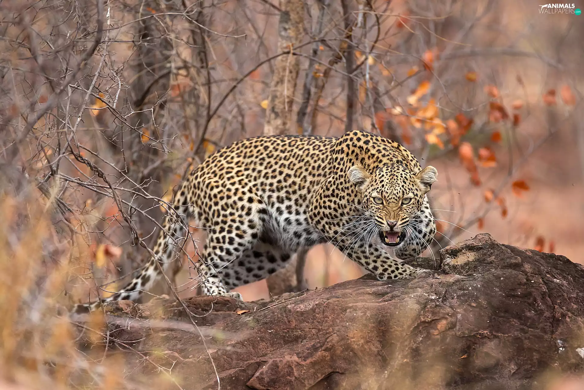 Leopards, viewes, Rocks, trees