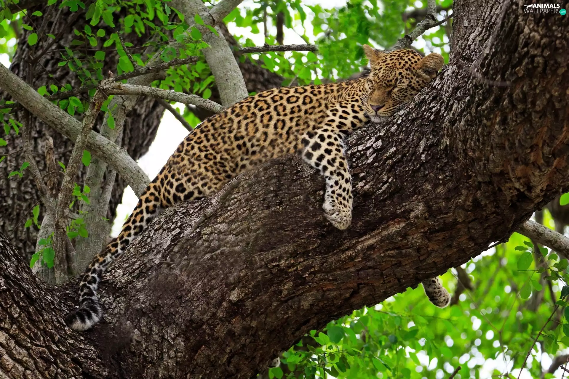 trees, sleepy, Leopards