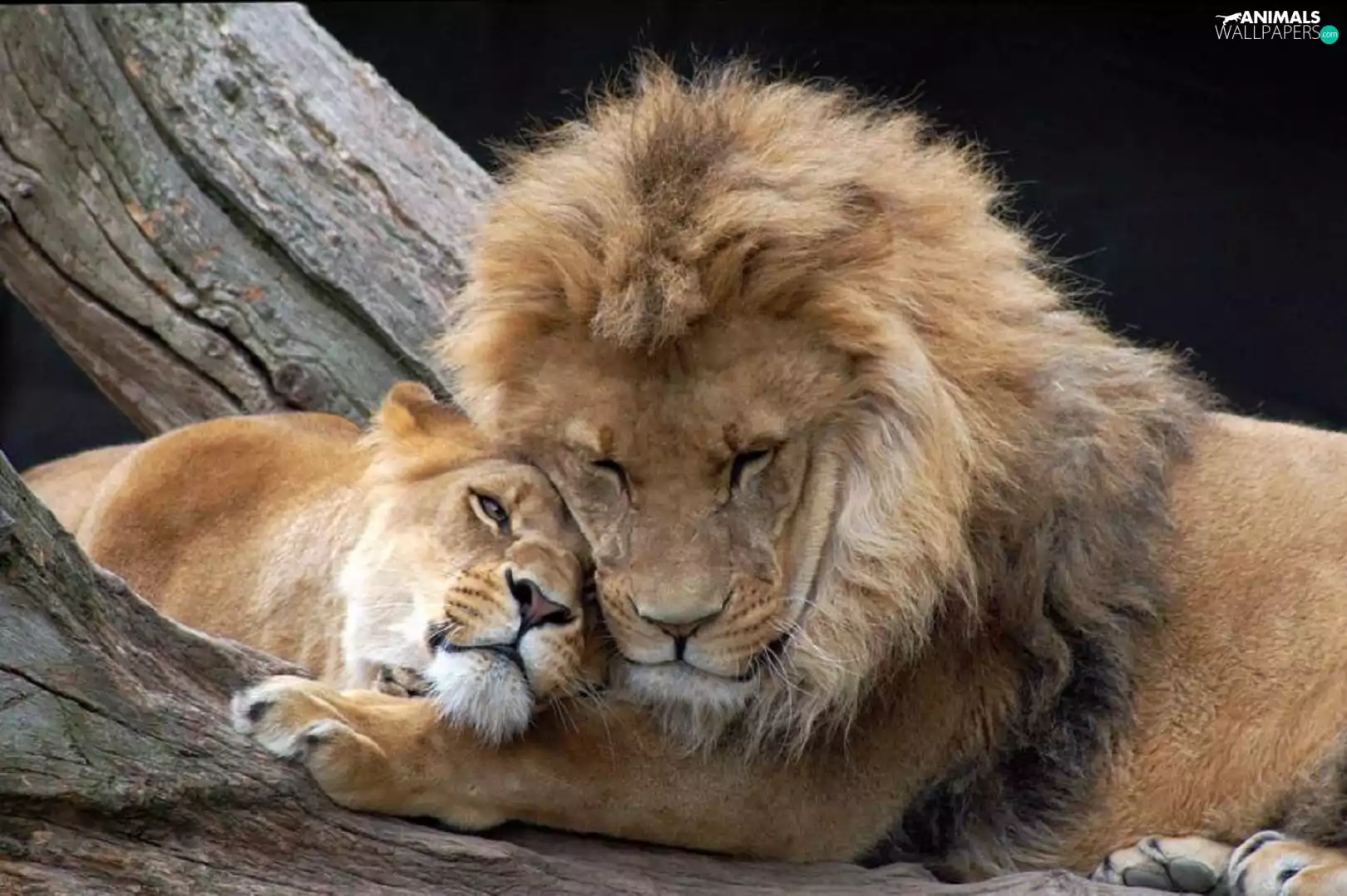 trees, Lion, Lioness