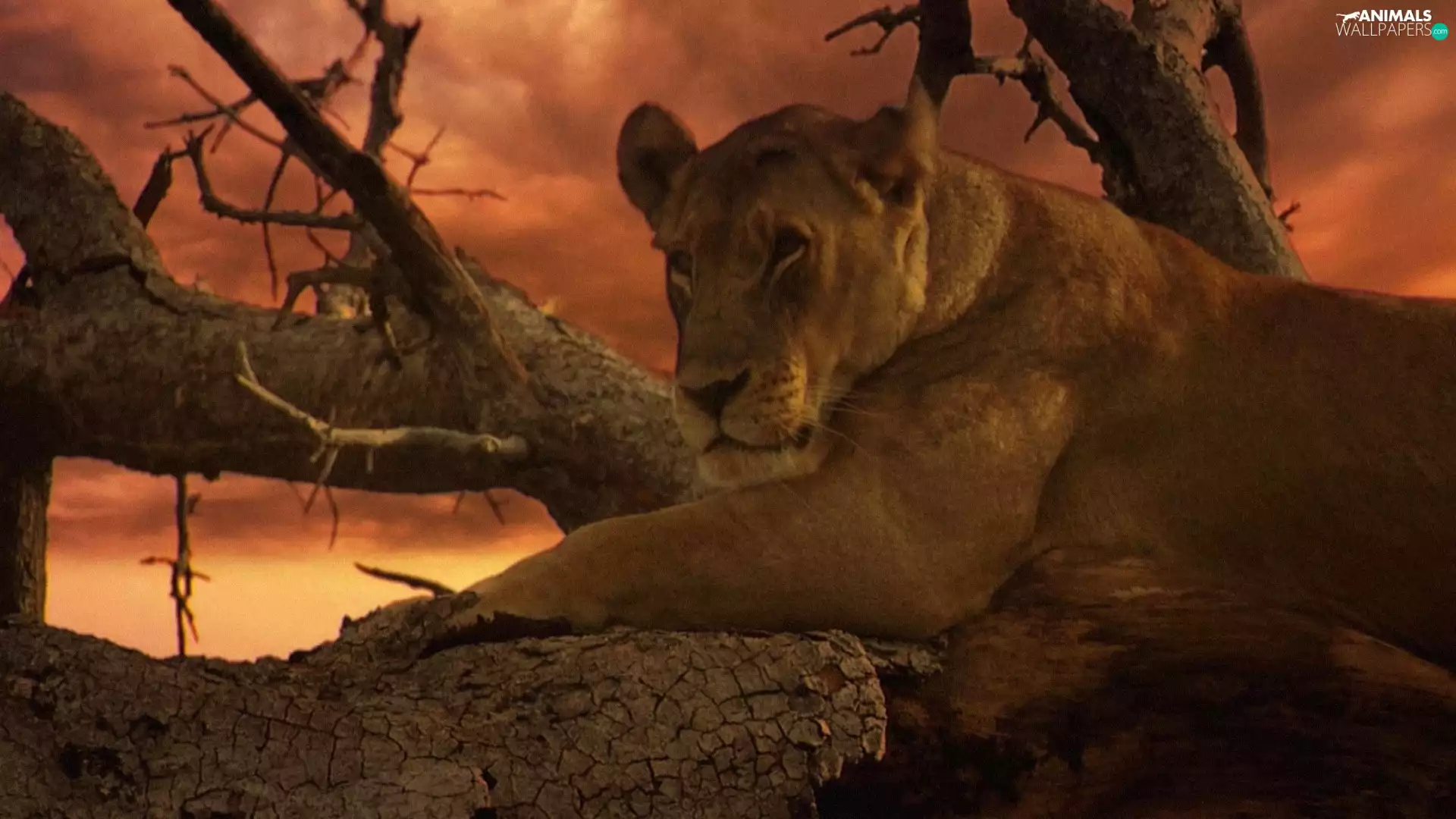 Lioness, west, sun, trees