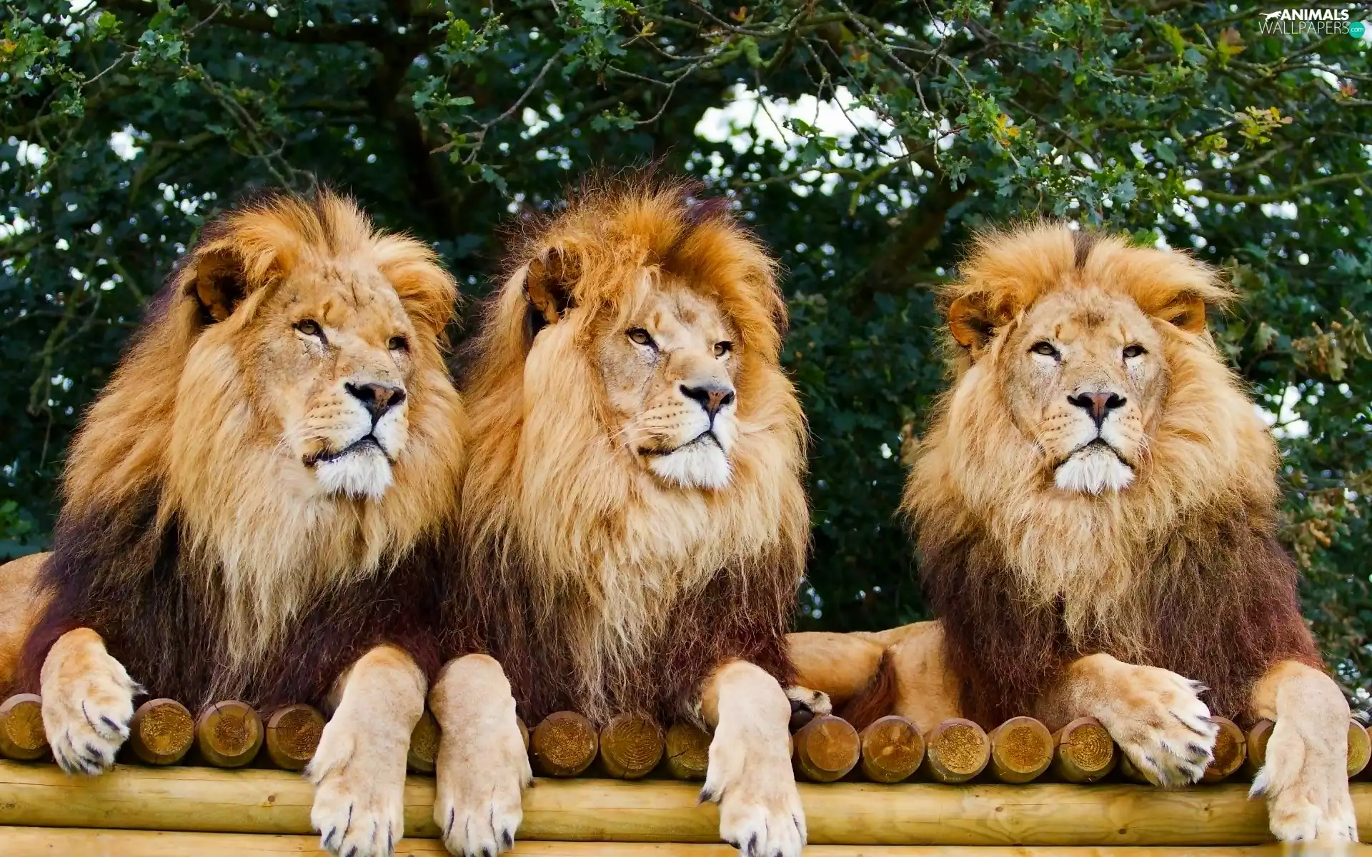 trees, Three, lions