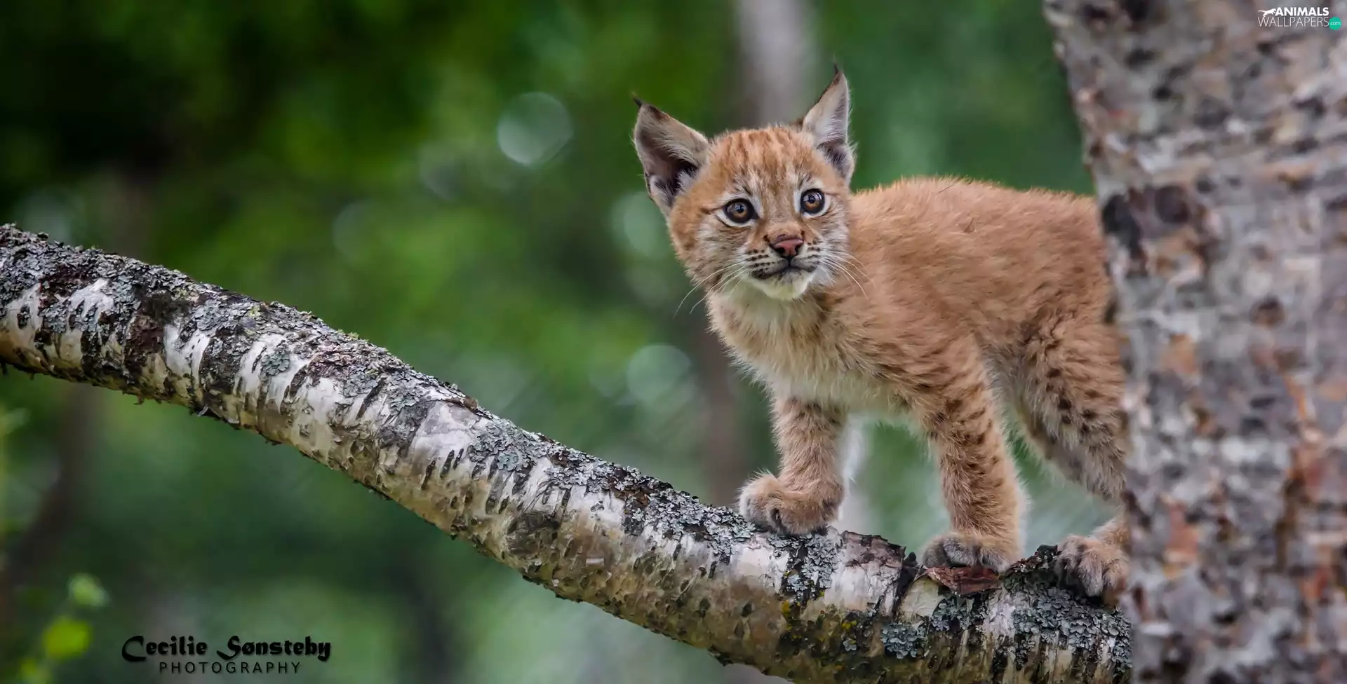 trees, young, Lynx