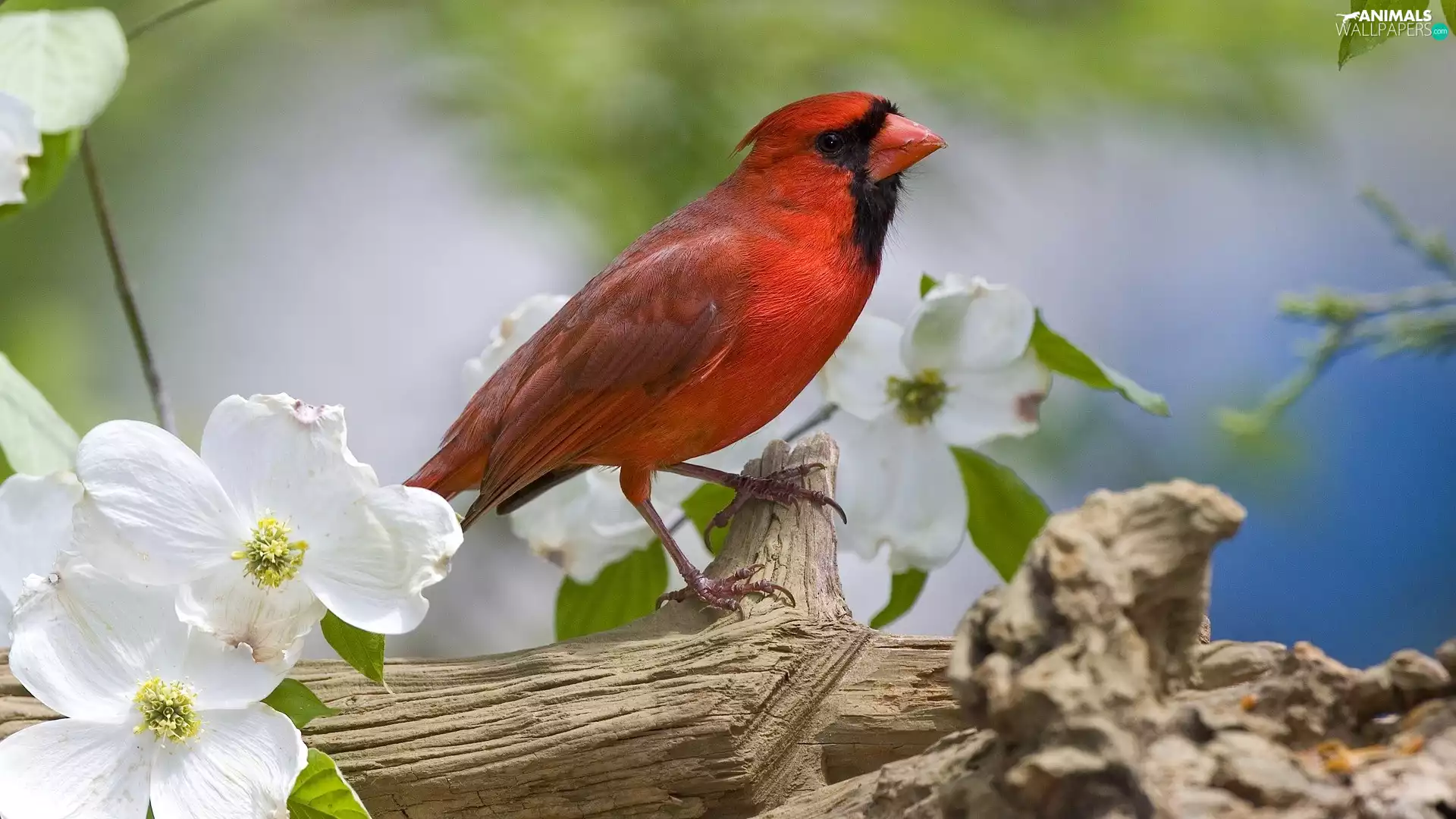trees, Lod on the beach, cardinal, male, viewes, blooming