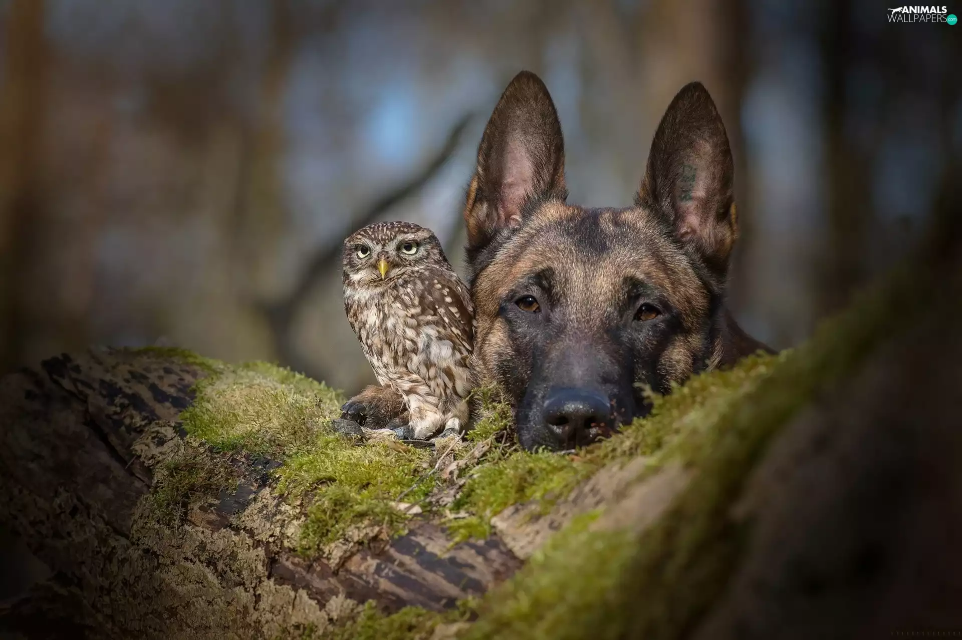 owl, trees, Moss, German Shepherd