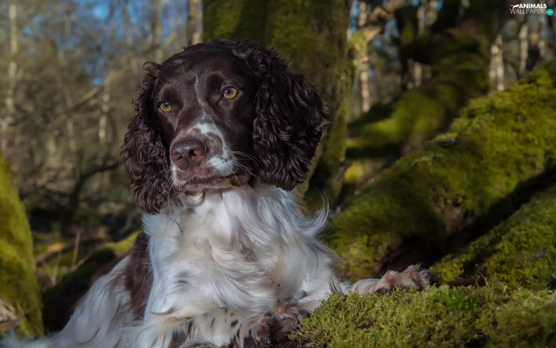 viewes, Moss, muzzle, trees, English Springer Spaniel