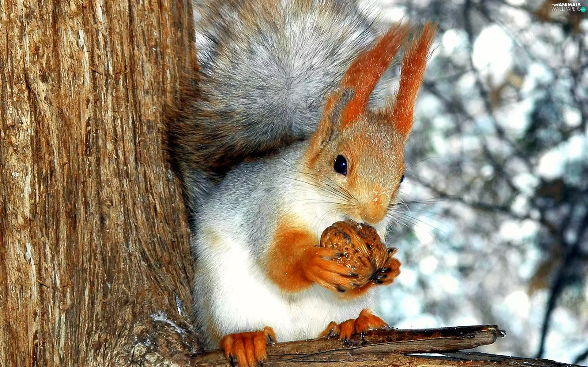 trees, squirrel, nut