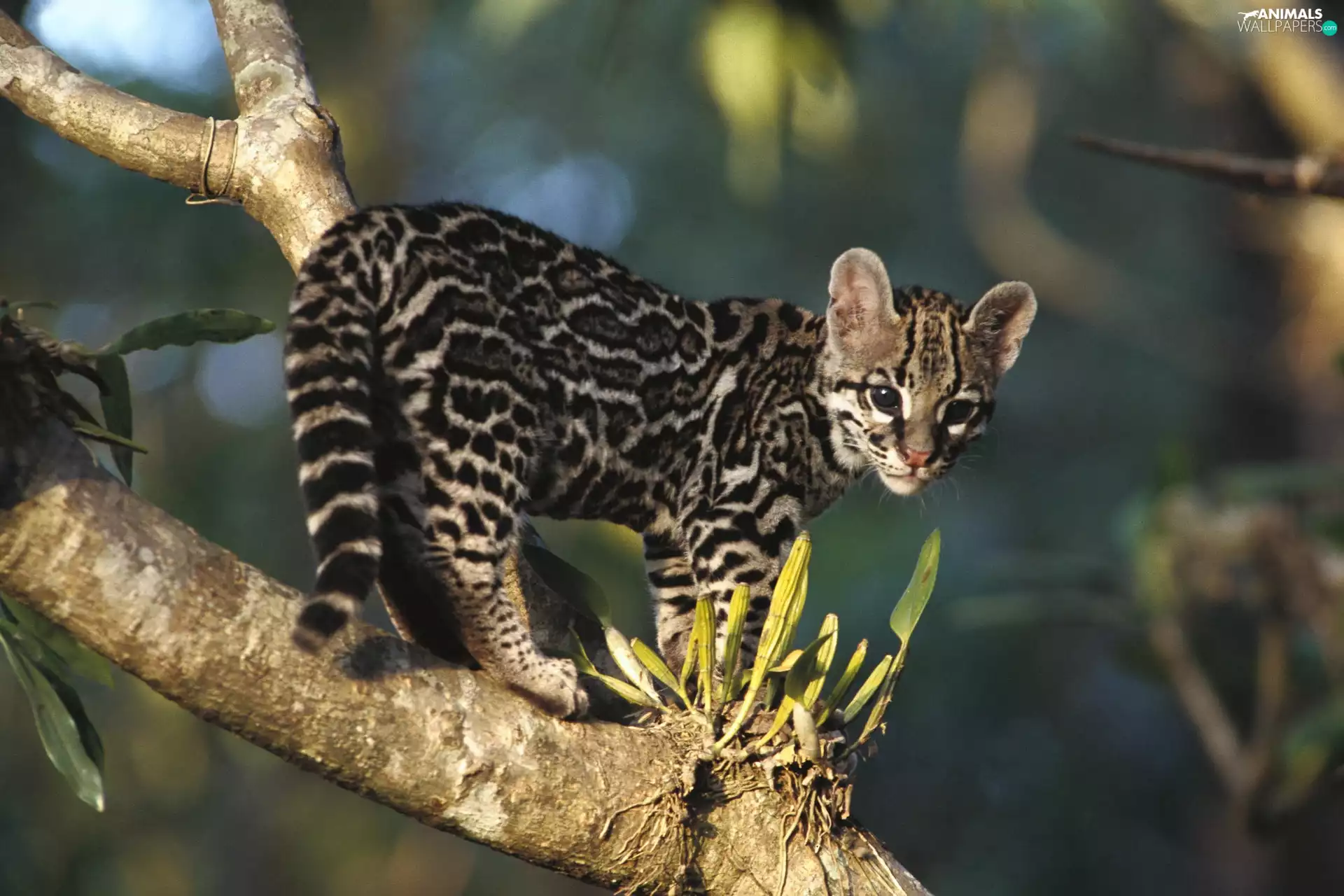 trees, young, ocelot