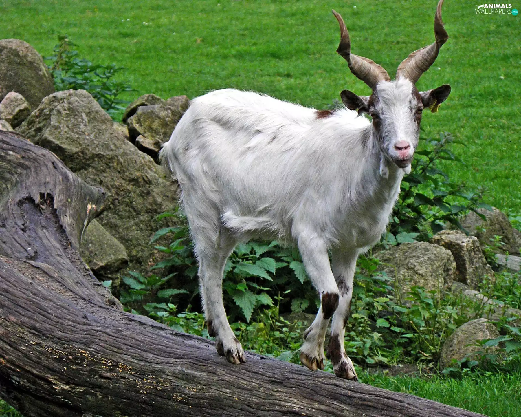 old, goat, Stones, trees