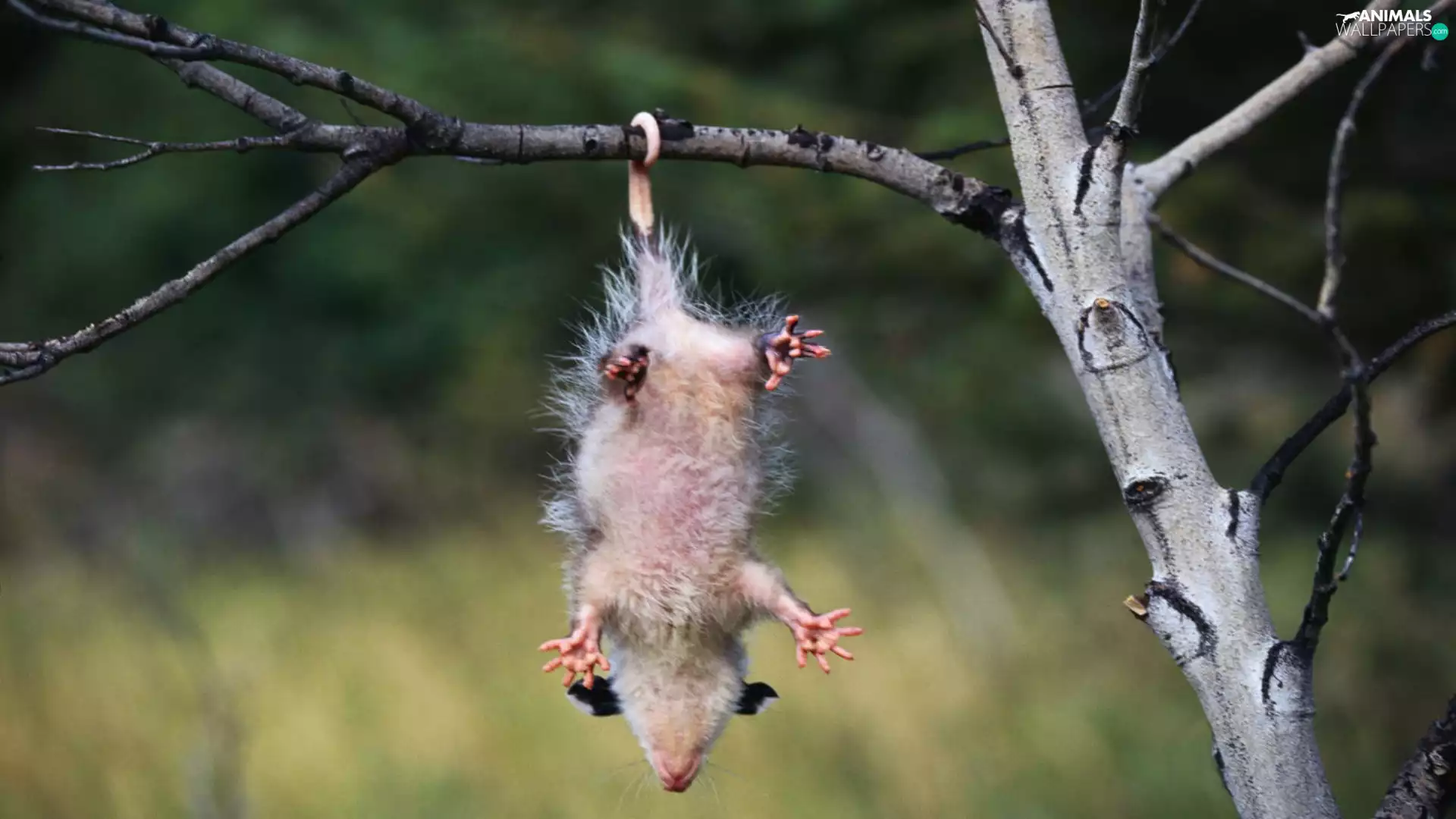 trees, pendant, opossum