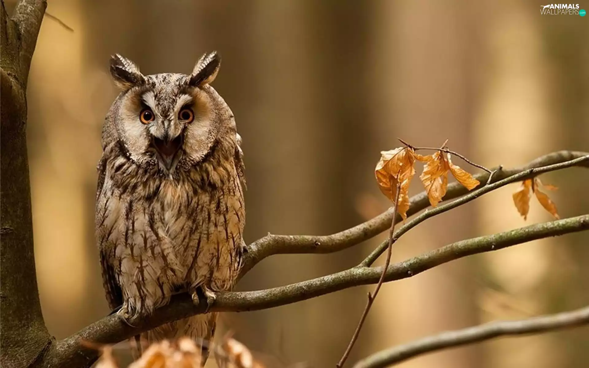 owl, forest, autumn, trees