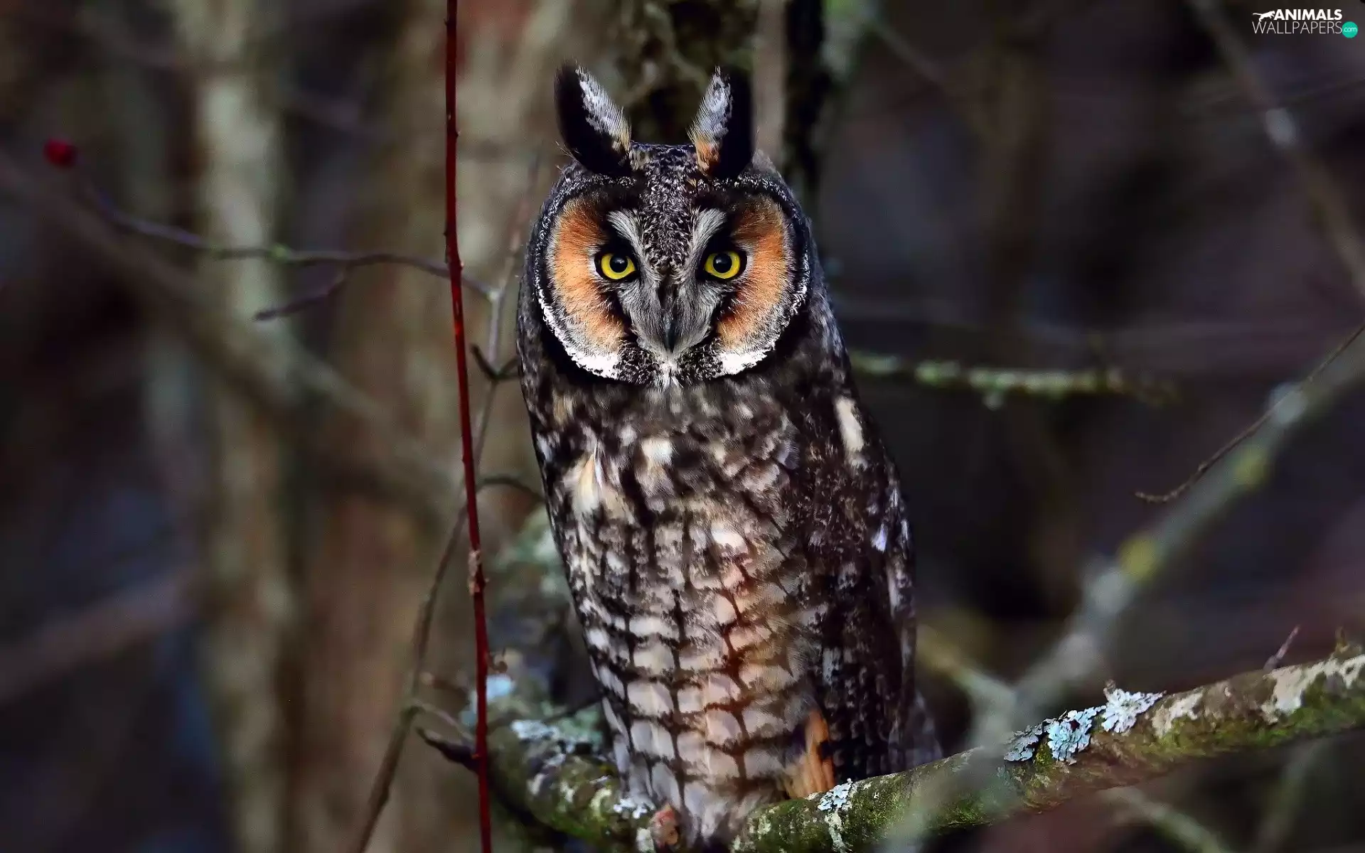 owl, viewes, Night, trees