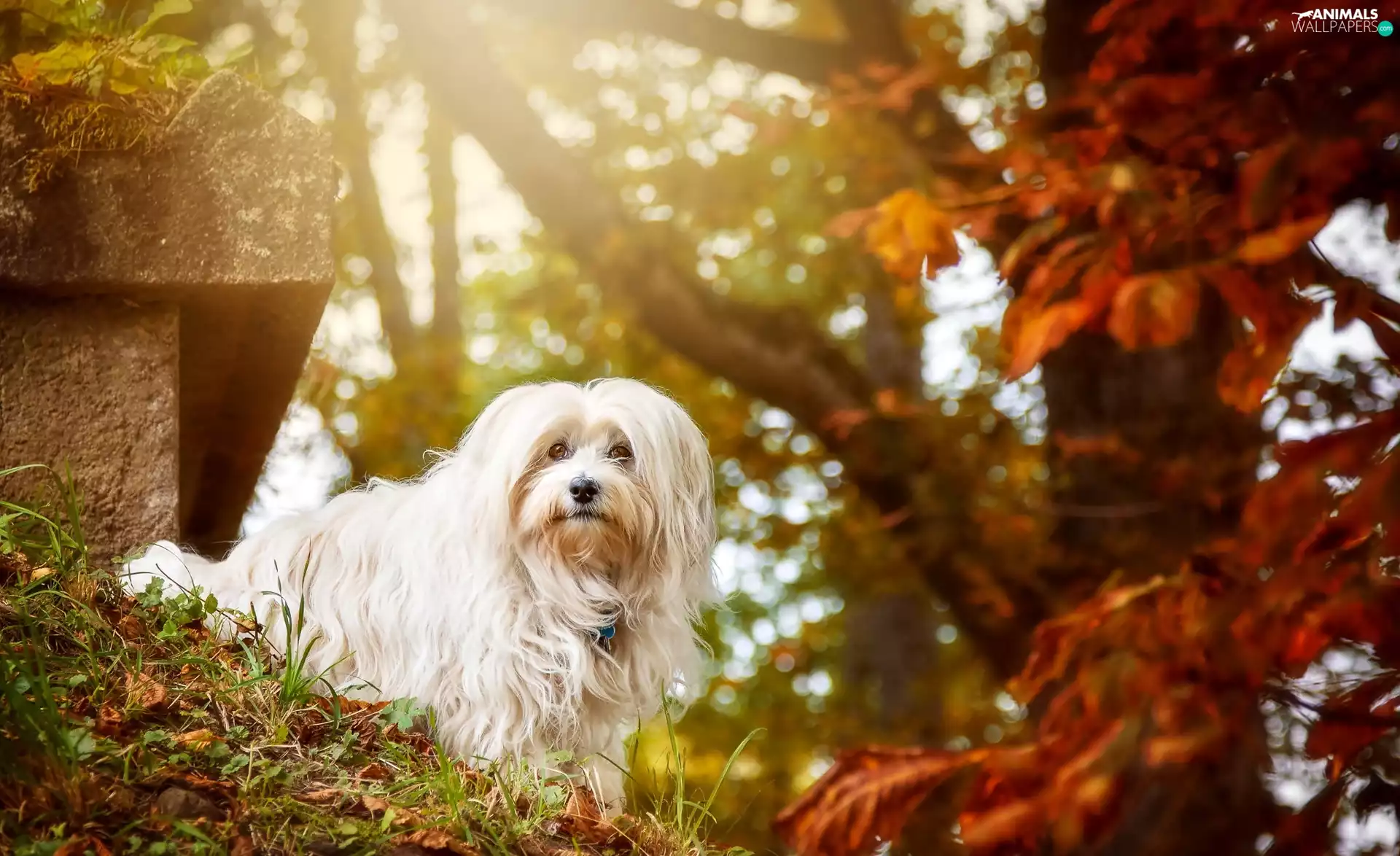 viewes, Maltese, Park, trees, dog, Leaf, autumn