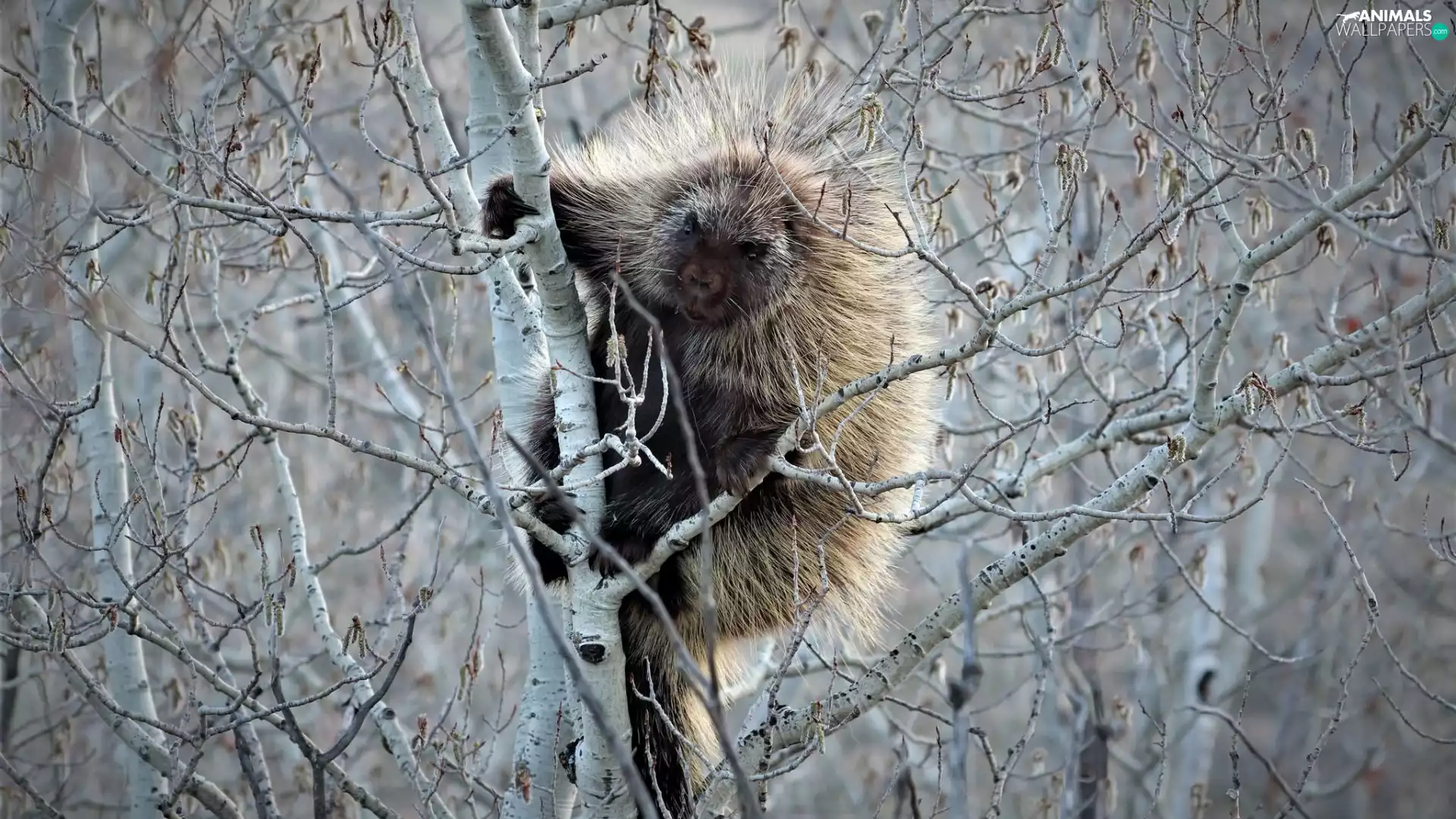 trees, porcupine
