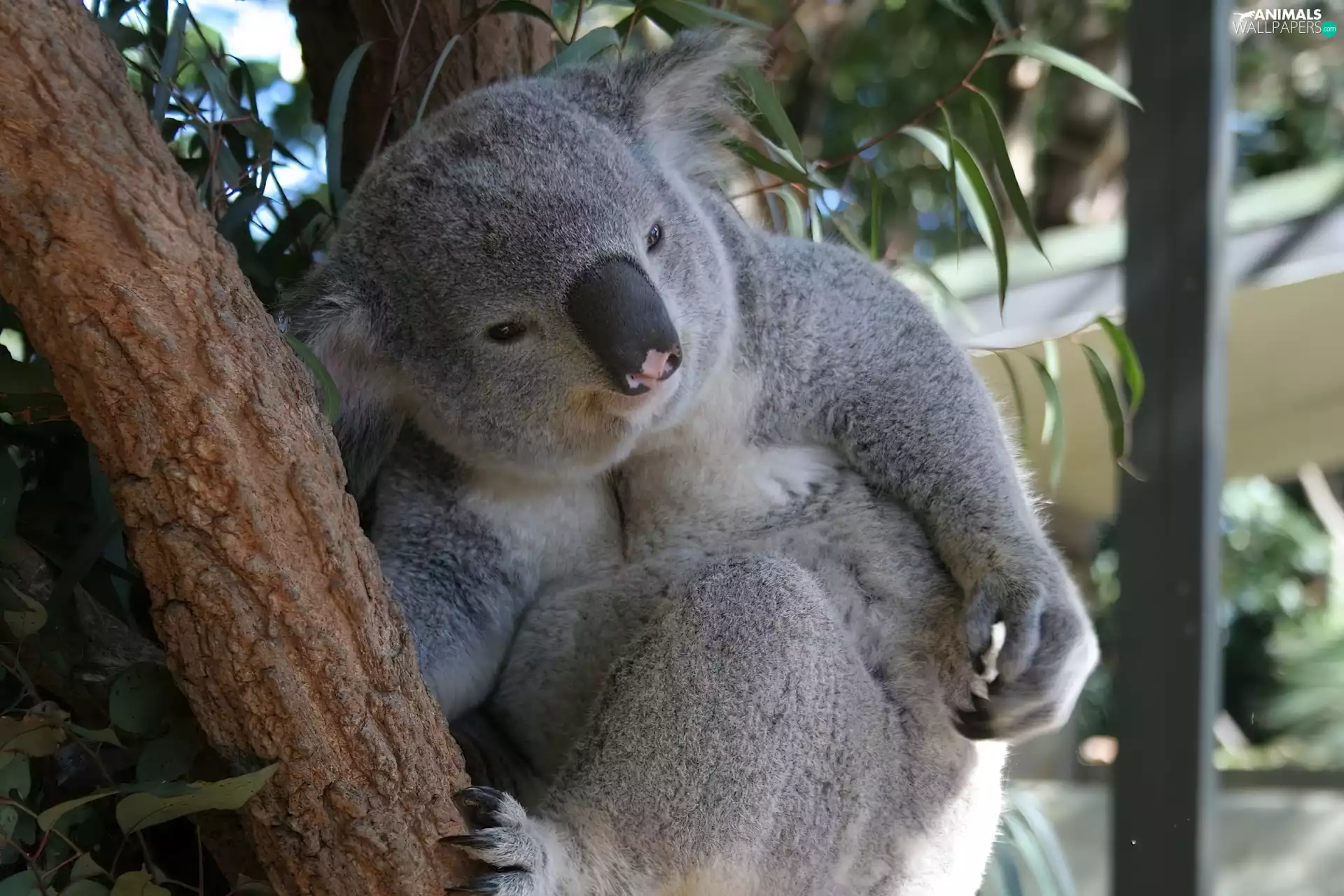 trees, Koala, pud