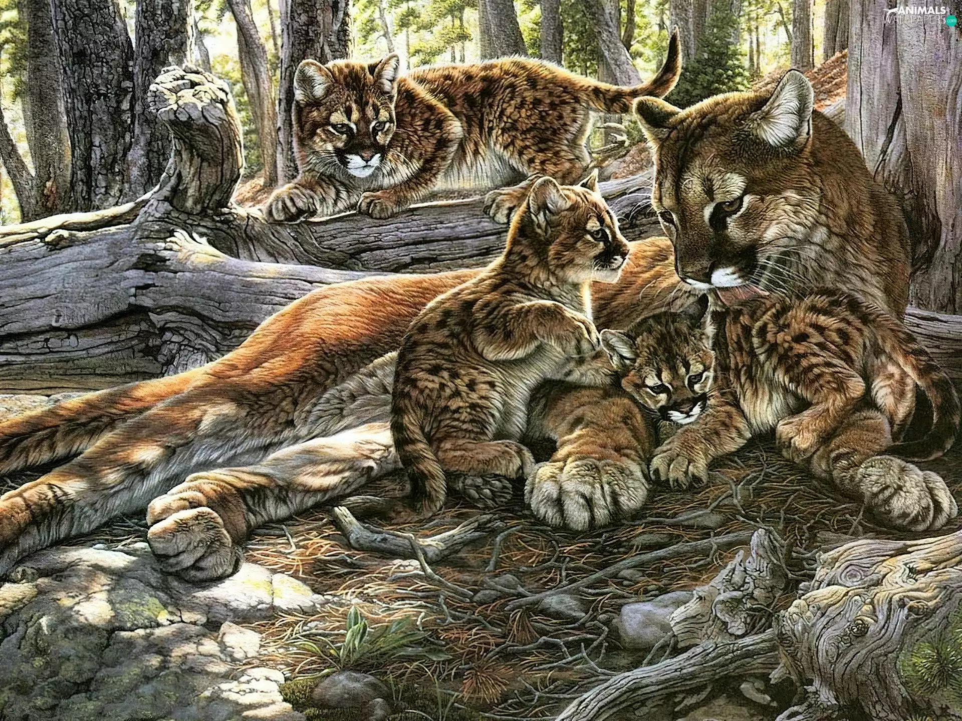 Puma, viewes, Art, trees