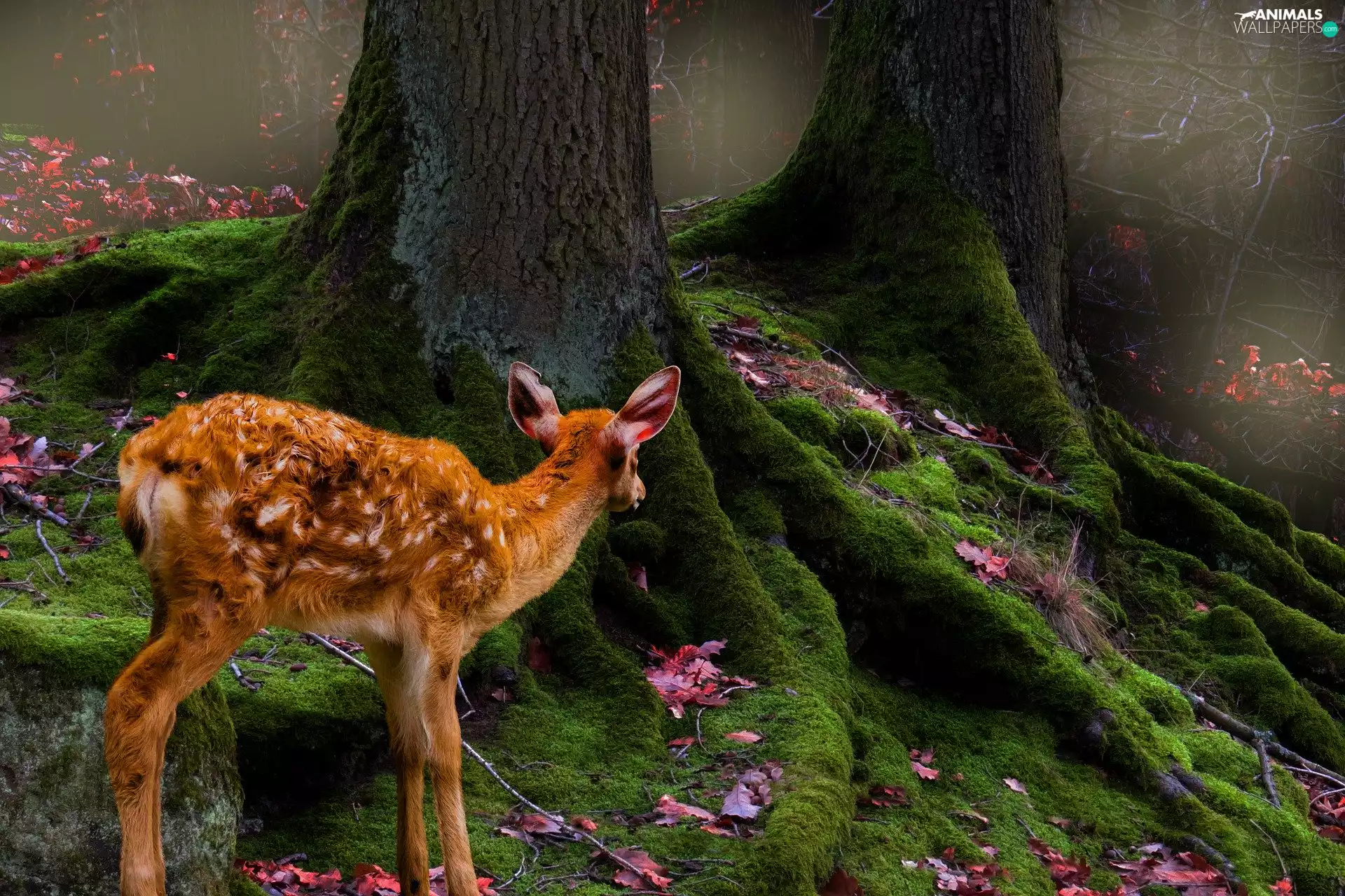 viewes, deer, roots, trees, forest, mossy, photomontage