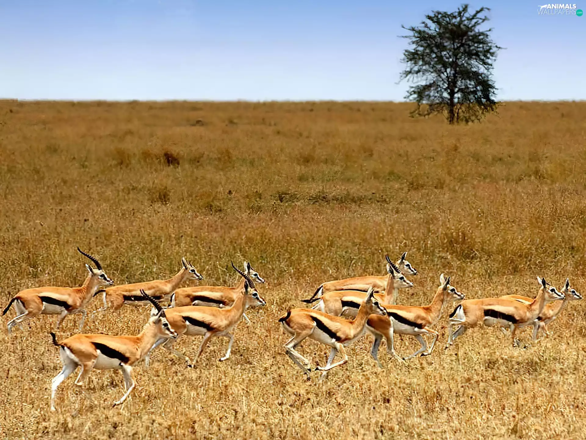 trees, gazelles, savanna