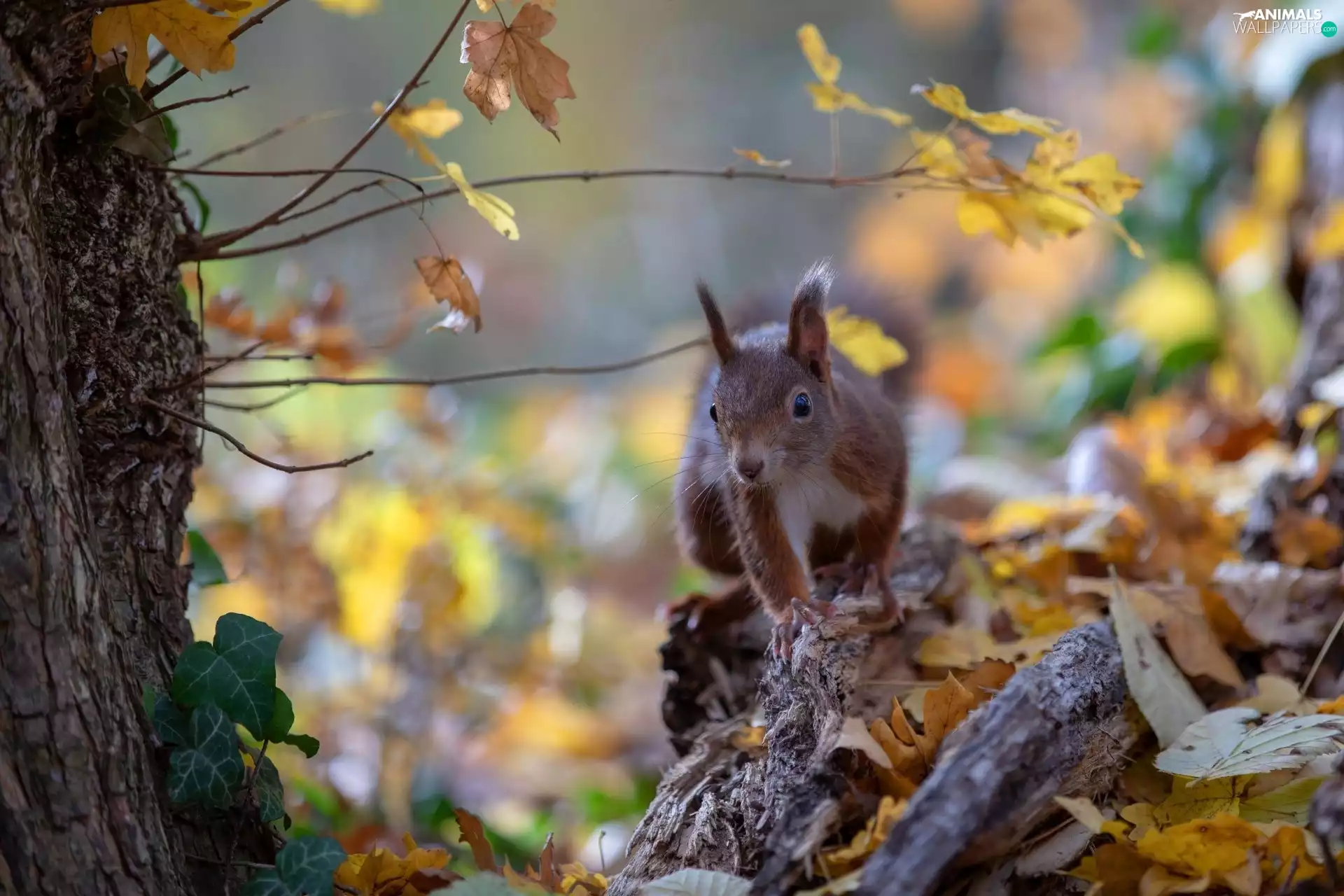 squirrel, Leaf, autumn, trees