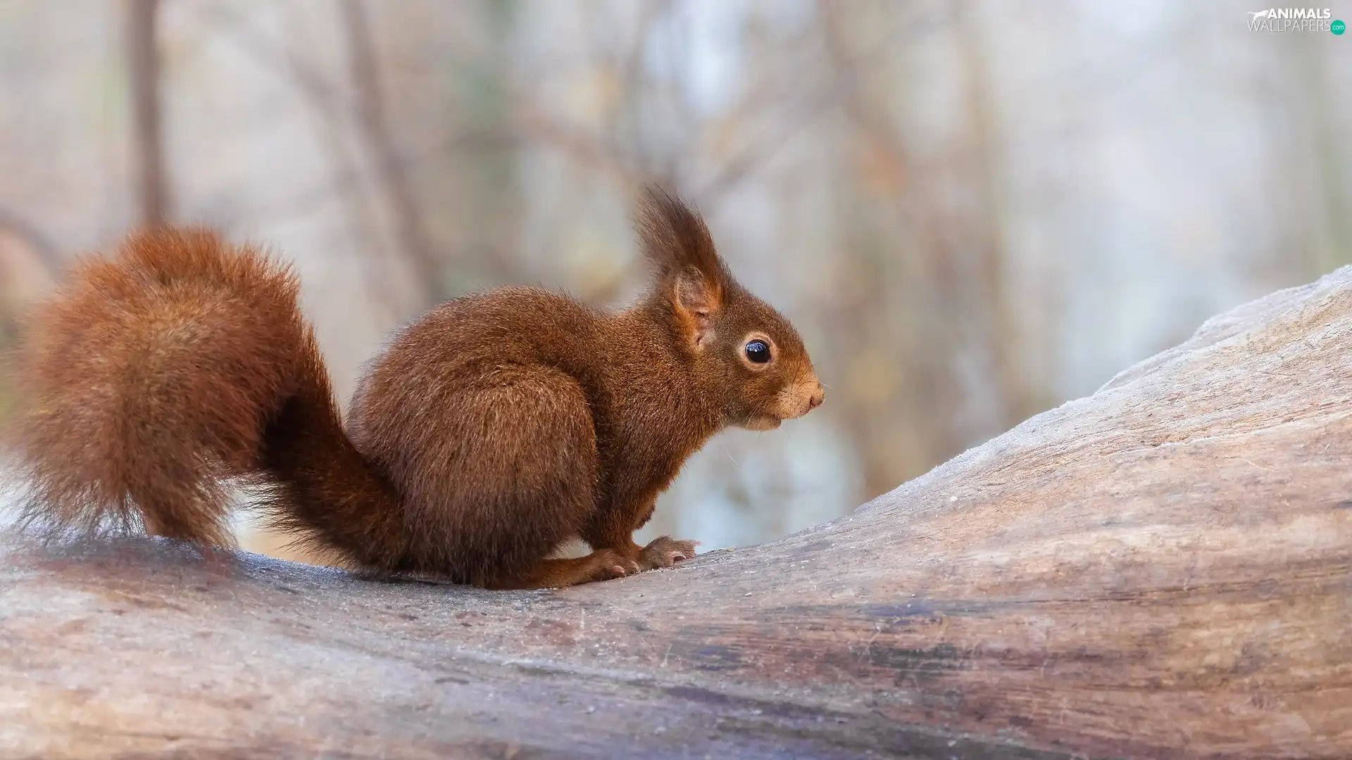 trees, Brown, squirrel