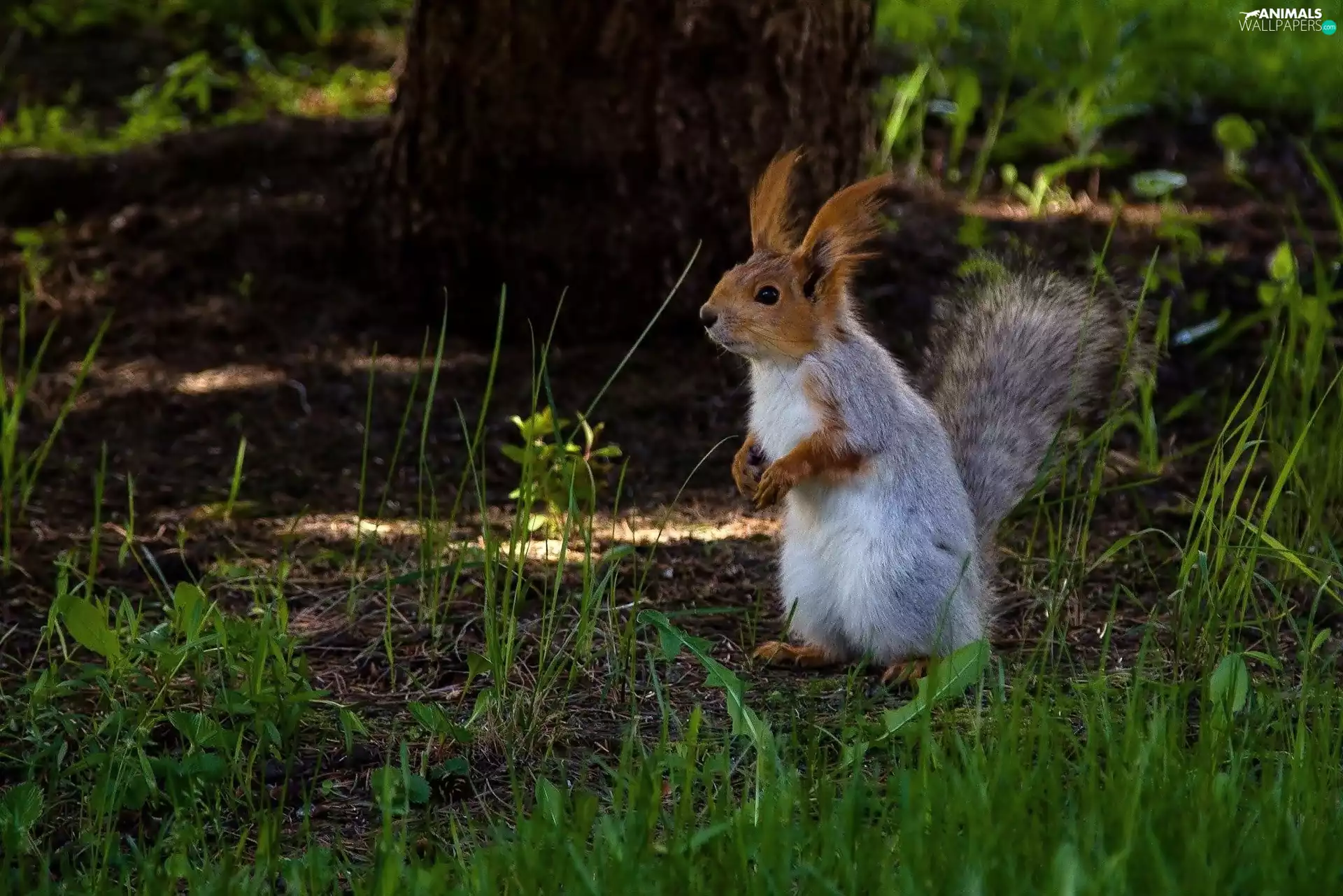 squirrel, viewes, forest, trees